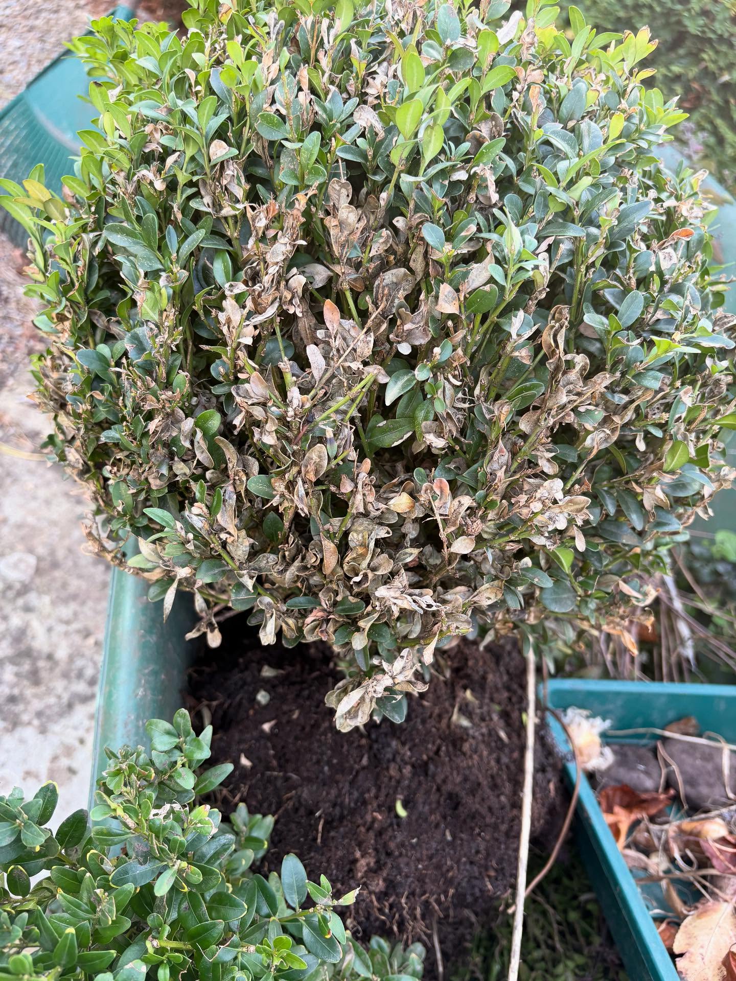 When all the box hedging (Buxus sempervirens) in the garden has had box caterpillar this season, some of it just has to go. It’s quite the workout for me to remove it but the prospect of planning the replacement plants is strangely exciting. So pleased my leafmould in the cage is finally ready to use and spread on the borders. There continues to be many beautiful colours this autumn, here in the form of Japanese Maple and salvias. Spot Tiger 🐅 making a cameo ..#gardeningcat #autumn #gardenersofinstagram #buxussempervirens