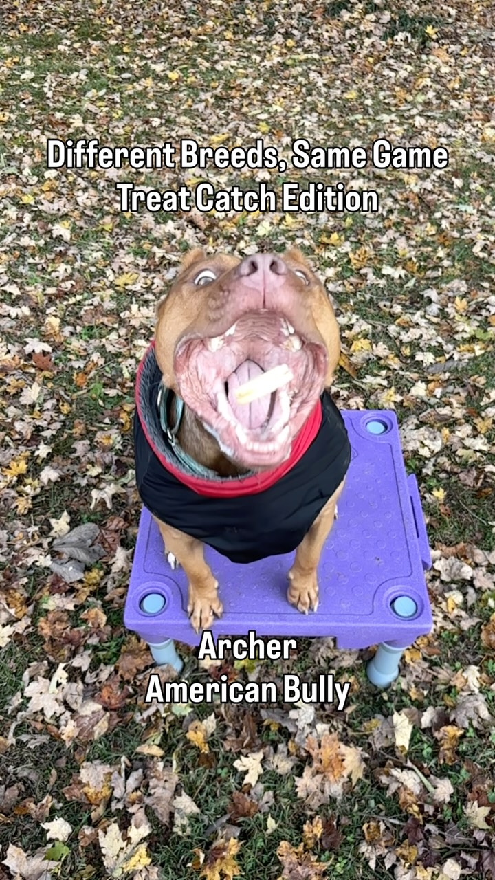 The faces of focus, determination, and pure cookie love 😂
#CookieCatchChallenge #SlowMoDogs #DogTreatChallenge #DogCookieCatch #CatchThatTreat #DogReels #ViralDogReel #DogsOfInstagram #DogReaction #DogVideos #TrendingReel #ExplorePage #FoodMotivated #FunnyDogs #DogLovers #DogTrainerLife #PlayWithYourDog #DogTrainingFun #DogSports #HighDriveDogs #GoodDogChallenge #PawfectCatch #DogFun #CuteDogsOfInstagram #PetReels #DogContent #CookieLover #SnackAttack #ProCatcher #DogObsession