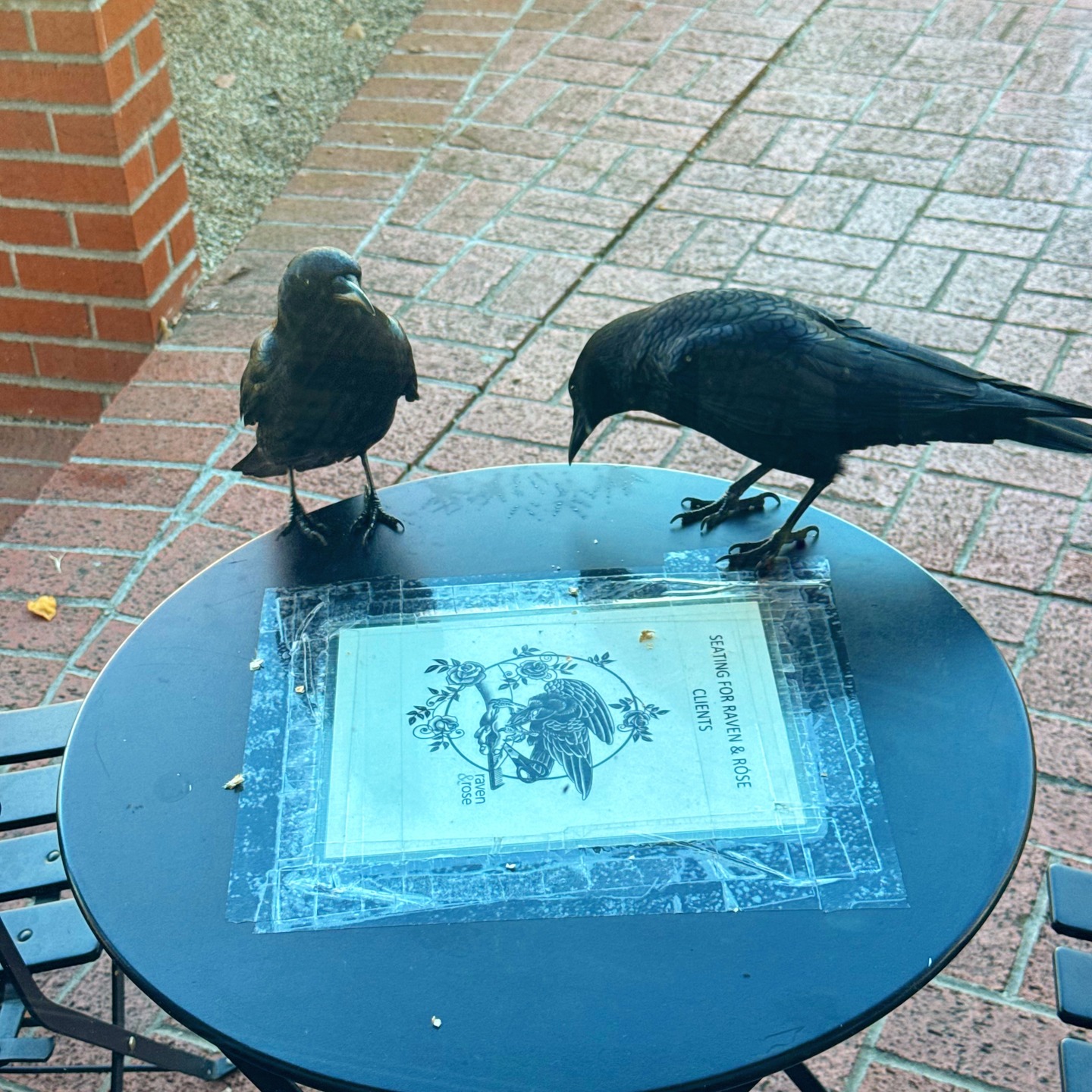 First clients of the day here at Raven & Rose. We love our regulars, and always make sure to provide plenty of refreshments ❤️
(These guys love peanuts!)