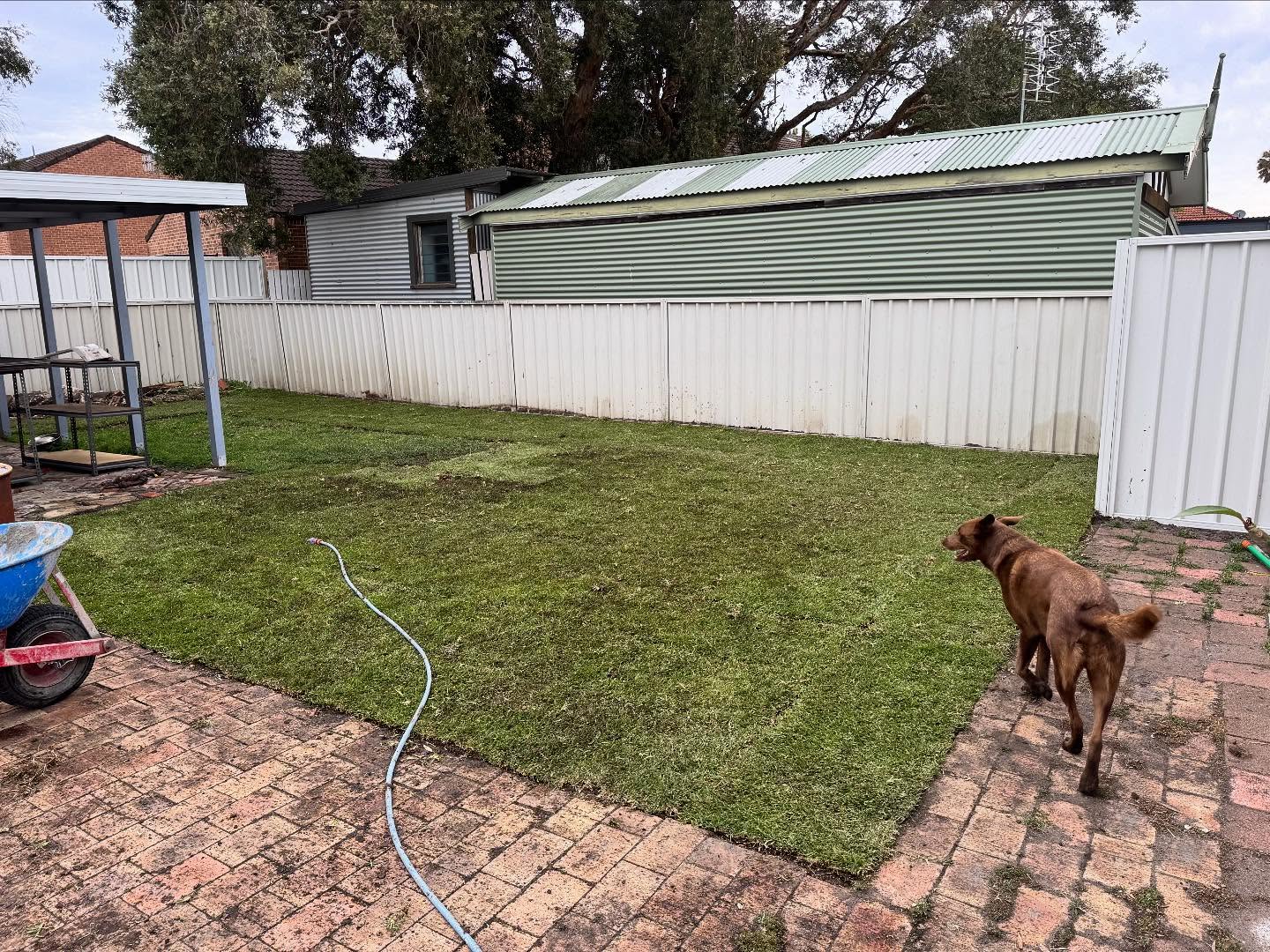 Struggling to grow your grass? There could be a deeper issue! In this job in Belmont’s case we had to pull over 3m3 of concrete from under the grass! Progress photos coming!