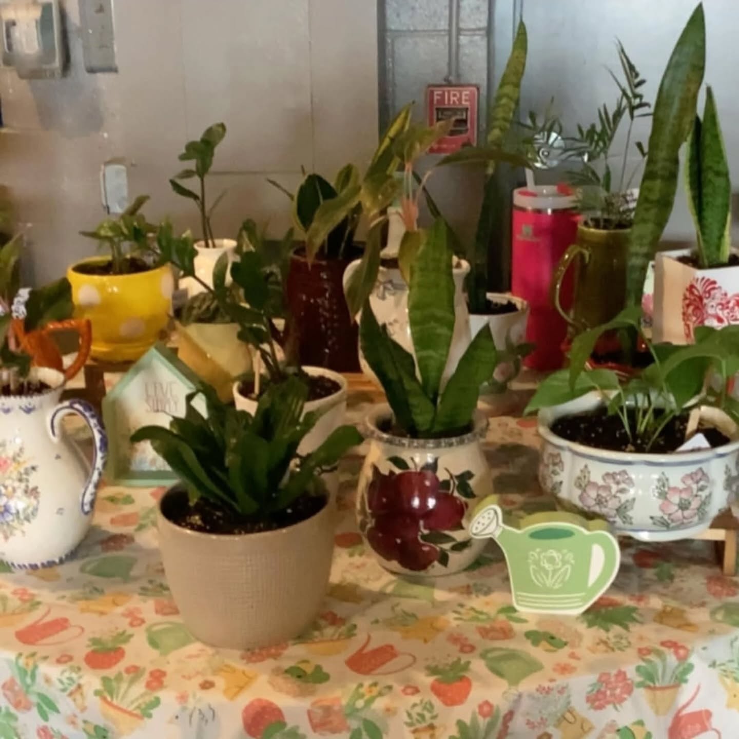 One of the many artists in our event this weekend sells plants in unique planters! You don't want to miss Carla's Plants who will be at my Vinyl Market in Tinley Park this Saturday 11.08.2025. Located at 8201 183rd St., Suite P, Tinley Park, IL 60487. 12pm to 5pm, free to attend, and plenty of onsite, free and nearby parking!