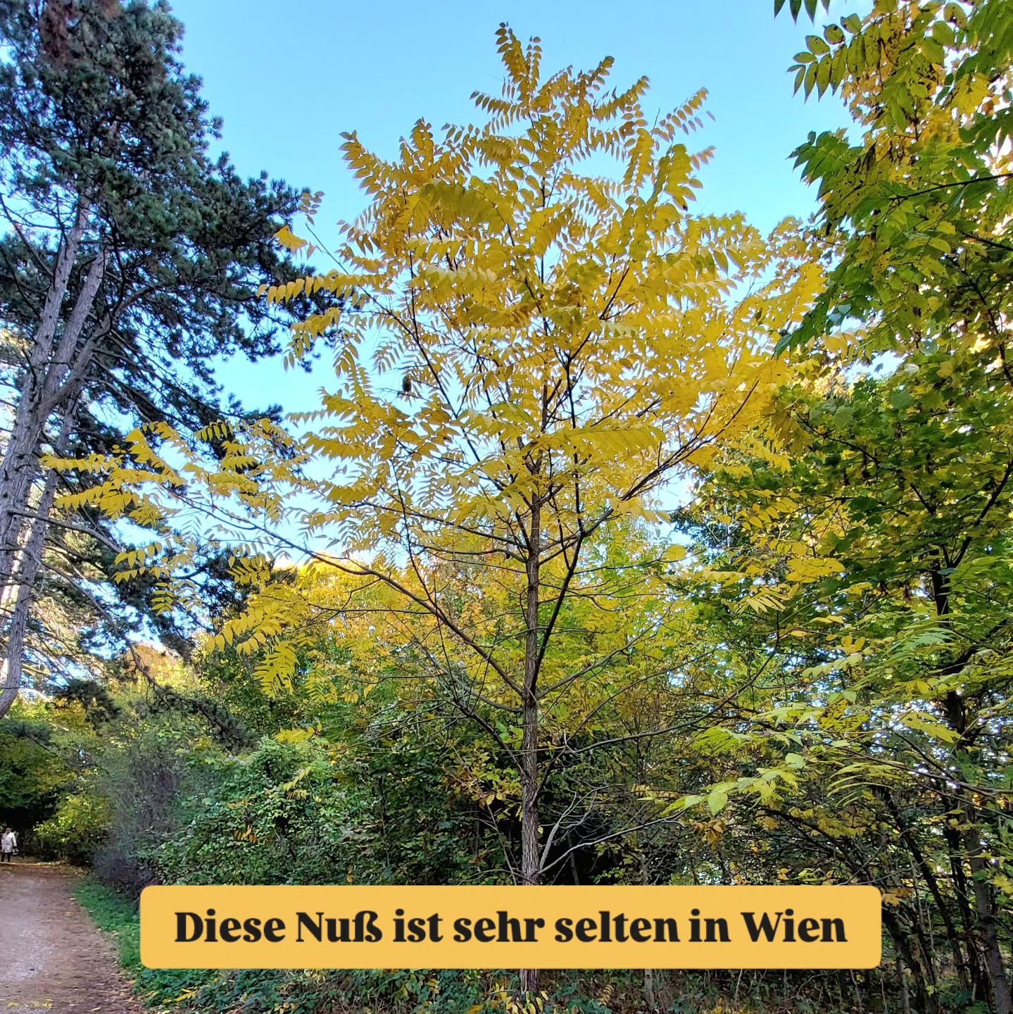 Und wieder eine Überraschung... auf diese Nuß trifft man eher selten.
Aber vielleicht wirds ja jetzt mehr mit dem Klimawandel.
Hier ein junger Baum auf den Steinhofgründen.
Die Nüße sind ja extrem schwer zu knacken. Schon mal probiert? 🤯
Die Schwarznuss, Juglans nigra.
Sie hat ein viel längeres Blatt als die Walnuss, mit wesentlich mehr Einzelblättchen, die schmäler sind.
#juglansnigra #schwarznuss
#wienerparks
#baumgartnerhöhe #steinhofgründe #seltenebäume #wienerwildnis #wienernatur #wienergarten #wienerbäume ##bäumeimherbst #bäumeinwien #stadtbäume #artenvielfaltinderstadt #obstbäume #verenas_pflanzentanz #pflanzentanzen #pflanzenbegegnungen