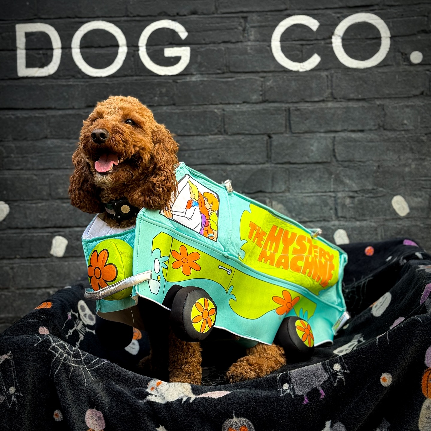 Our pups have gone all out for Halloween and now it’s your turn to pick our winners! 🎃🐶 vote for your favourite costume below!👇🏼 🐾