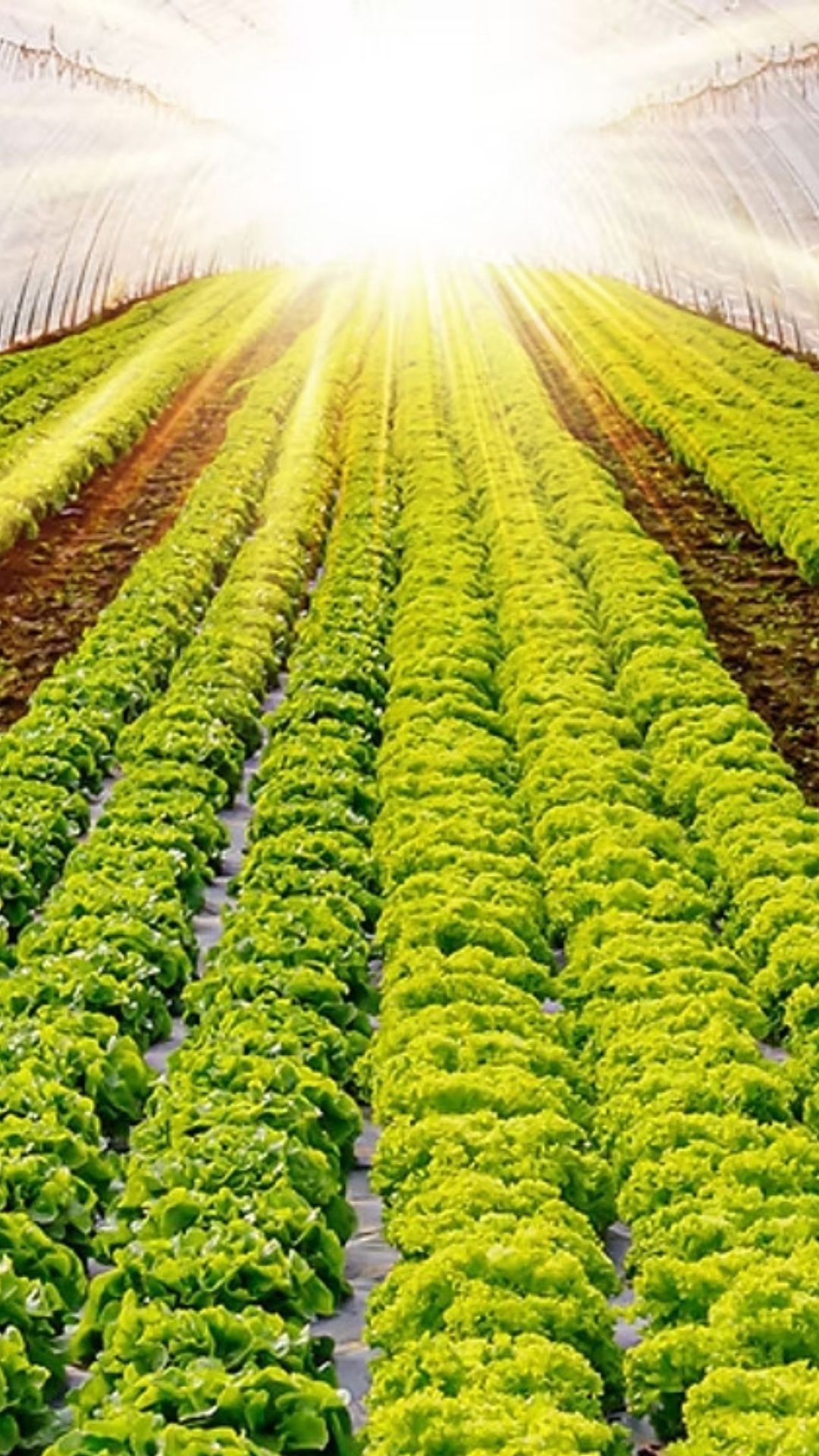 Mangia, Prega, Ama: il viaggio comincia in campo
In campo, da un’agricoltura che semina qualità, nasce la base per il nostro viaggio.
Un’alimentazione ricca di vitalità, dà slancio alla nostra energia aprendo la strada al nostro potenziale, al proprio movimento.
E come direbbe Sara: mangia, danza, ama — fuel you up and bloom you free.
#intactsolutions #growingsolutions #agricolturasostenibile #quality