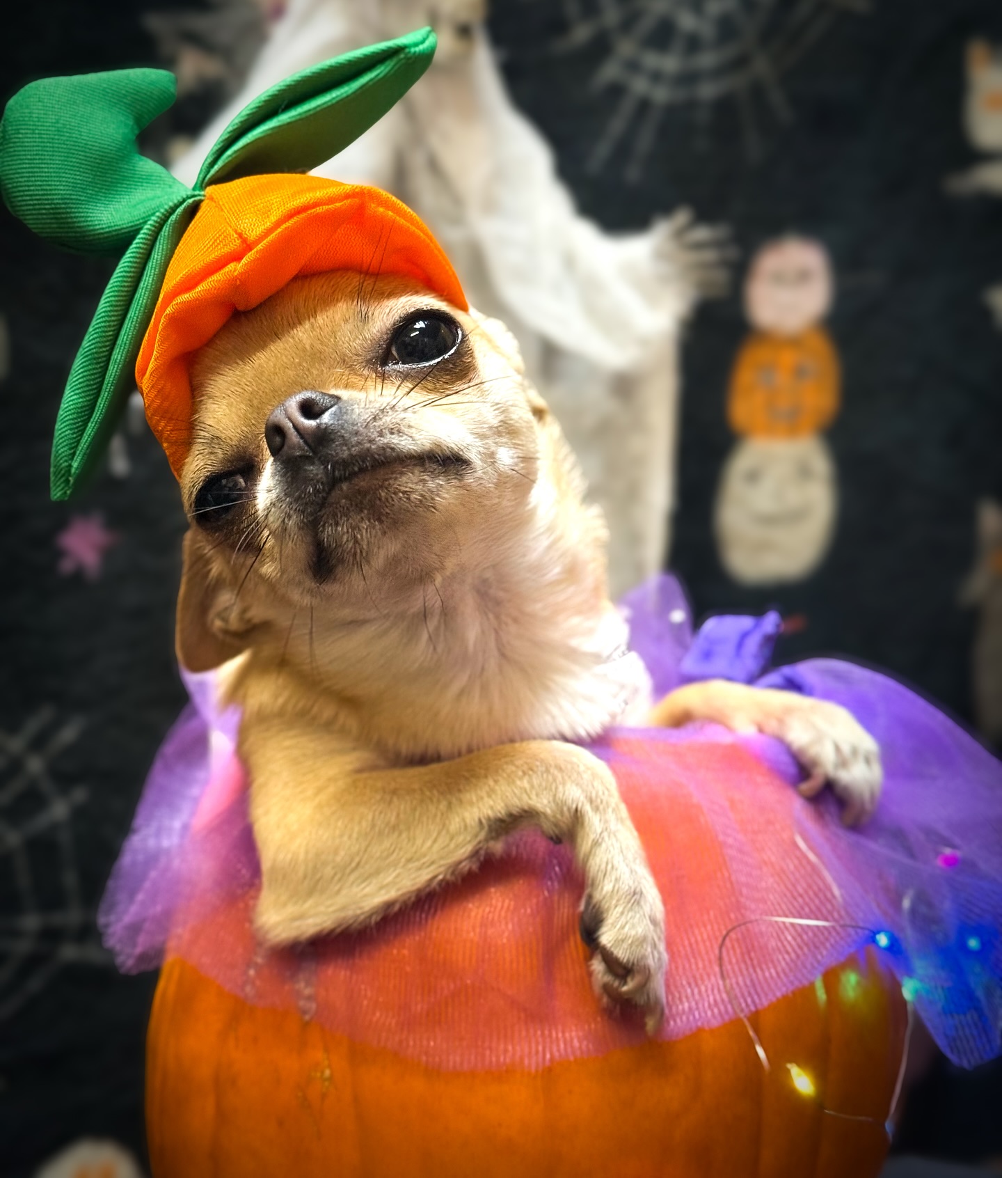 Our pups have gone all out for Halloween, now it’s your turn to pick our winners! 🐶🎃vote for your favourite costume below! 👇🏼🐾