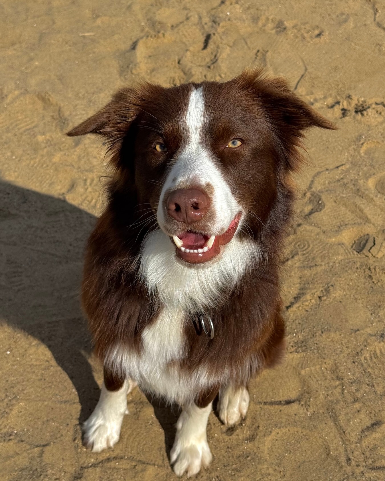 Hunde lieben den Strand, wir lieben Hunde. Perfektes Match also! 🐶🧡 Eure Hunde sind bei uns im Strandsalon jederzeit willkommen (wenn wir auch mal streicheln dürfen! 😋).
#strandsalon #lübeck #dogfriendly