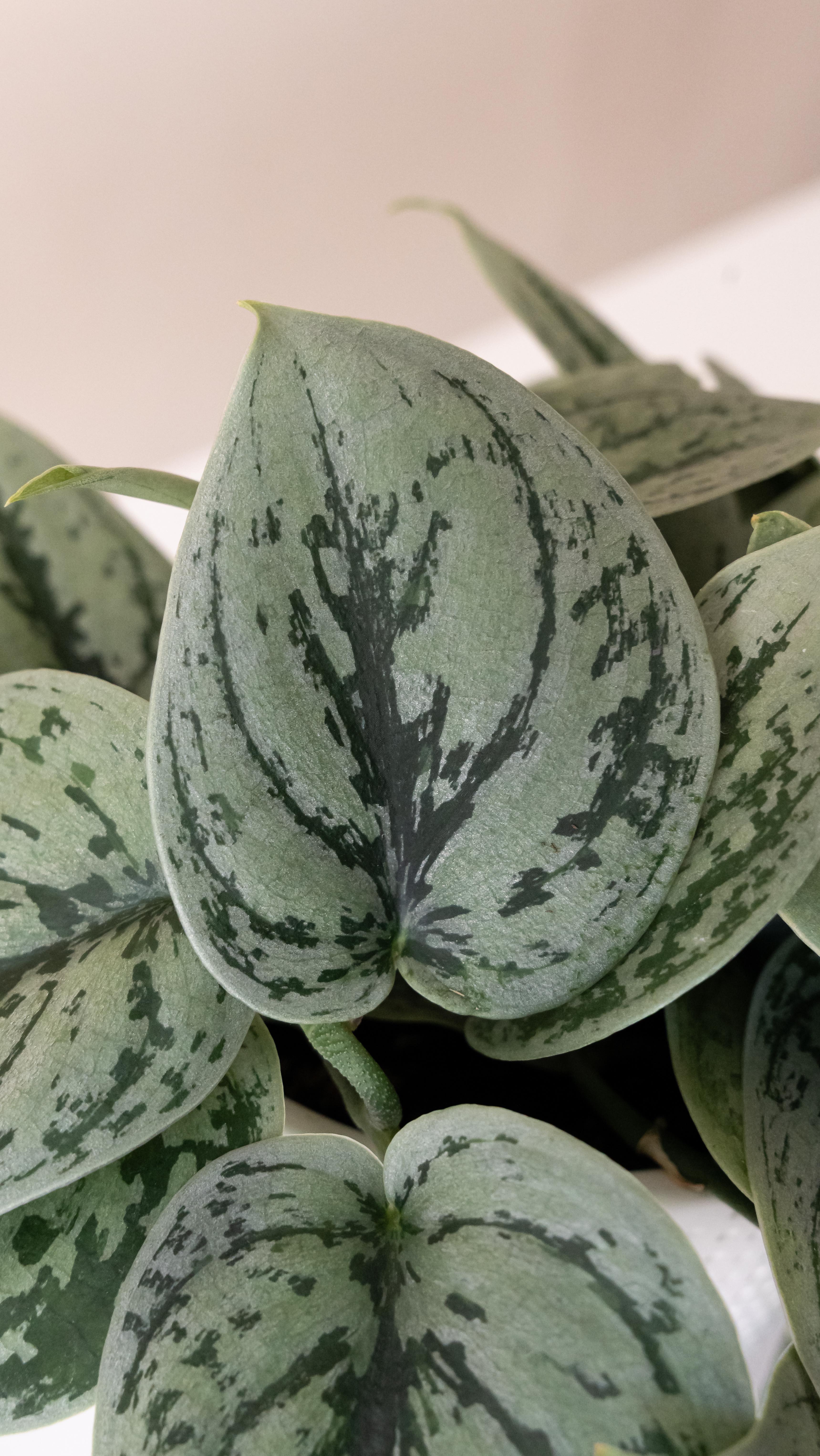 If you’ve been wondering what I’ve been up to lately...🌿
#OctoberGraceMedia #BrandPhotography #StudioVibes #BehindTheScenes #PlantPhotography #CreativeStudio #VirginiaBrandPhotographer #VisualStorytelling #ContentCreation #StudioShoot #SmallBusinessBranding #AuthenticBrandPhotography