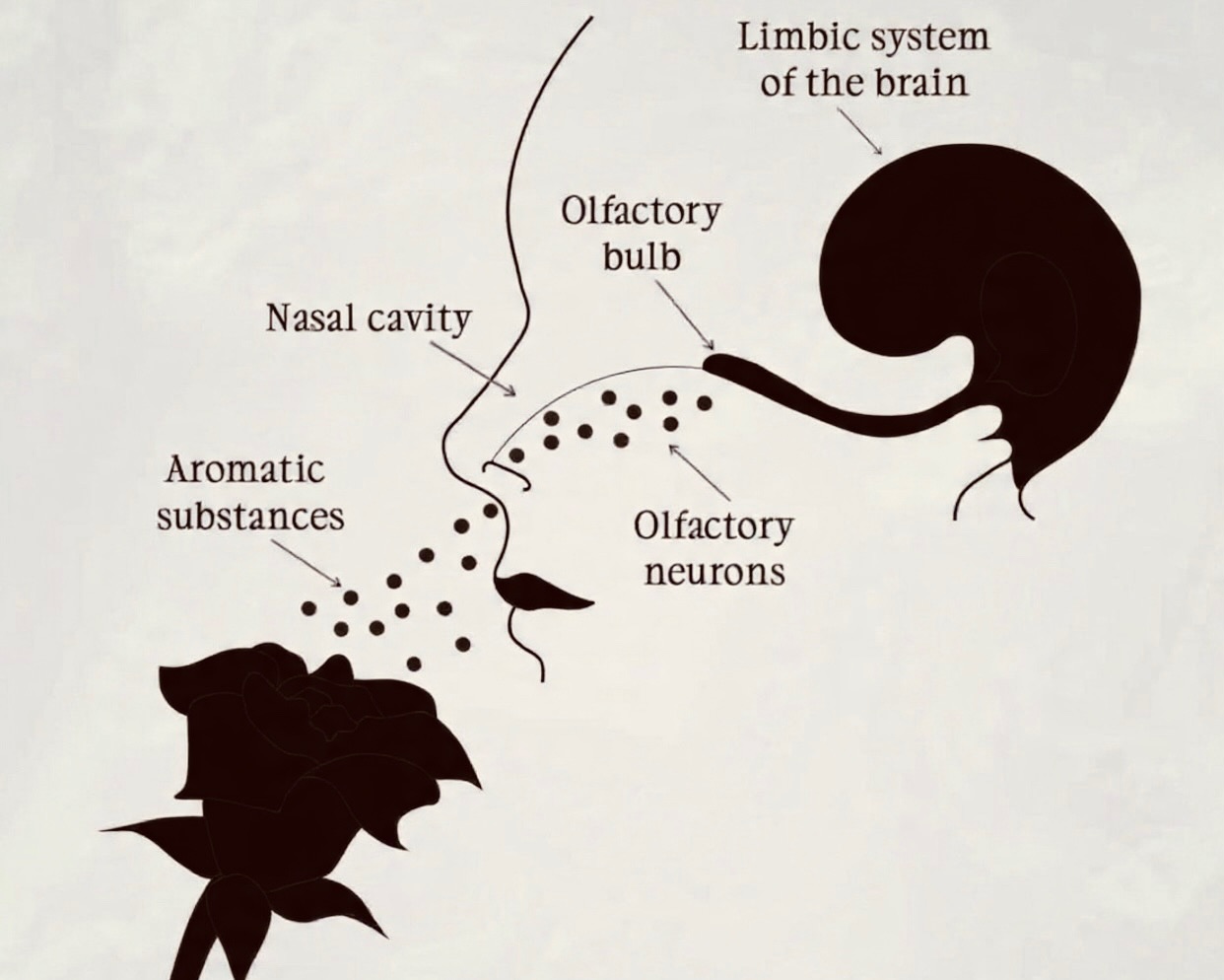 Did you know scent can change your mood in seconds?
Here’s the simple science — no experience needed:
When you smell something, the scent travels straight to your olfactory organ (your smell centre). From there, it goes directly to the part of your brain that handles emotions and memories.
That’s why a soft floral smell can calm you, why citrus can lift your energy, and why a warm, familiar scent can make you feel instantly happy.