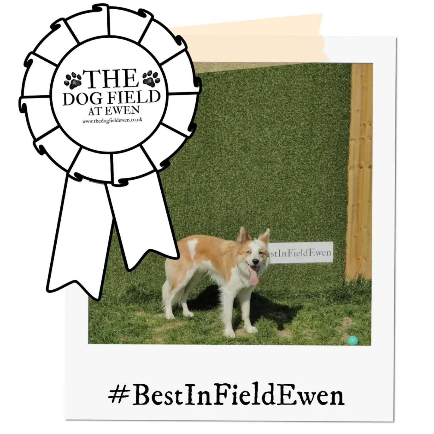 October winner of #BestinFieldEwen!
Congratulations to Purton Pet Pals! Purton pet pals had lots of lovely pics to choose from and we always love to see the doggies enjoying the dogs field and having lots of fun with their friends!
Stay tuned next month for Novembers winner!
#BestinFieldEwen