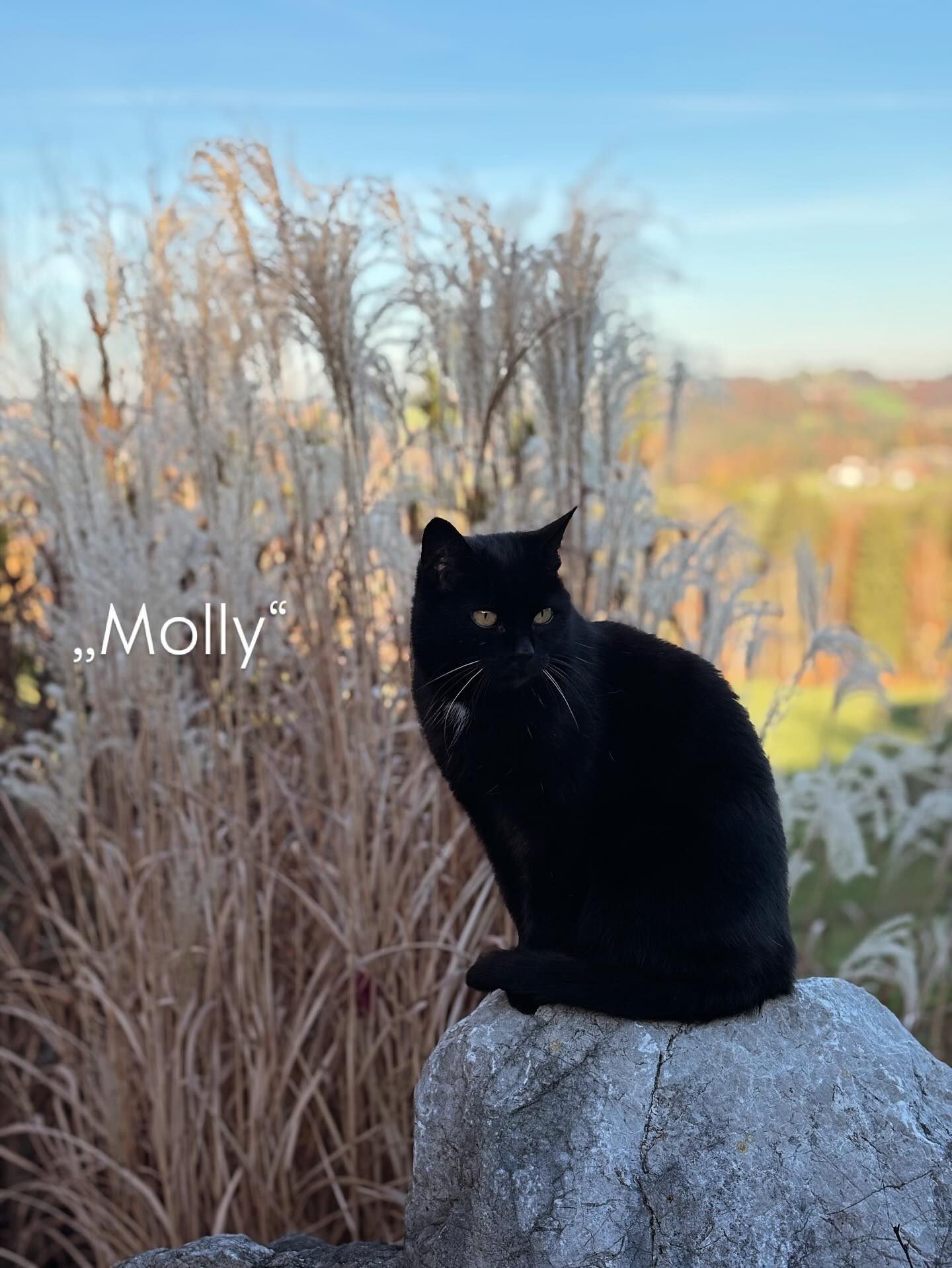 Unsere „Molly“
#stolz #katze #löwin #miau #hofkatze #begleiterin #allesimblick #ausblick #herbst #herbstgefühle #urlaubaufdembauernhof #ferienwohnung #samerberg #weissnhof_samerberg #weissnhof #wanderhöfesamerberg #servussamerberg