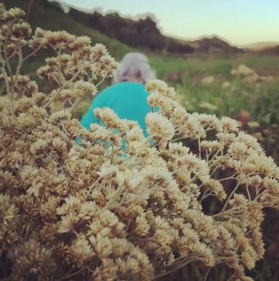 Antigamente, na comunidade de Ibiraquera, era comum que os travesseiros fossem feitos com Macela.
Mas o uso da planta não se devia apenas ao seu efeito calmante e relaxante — ela também era utilizada por ser um dos poucos materiais disponíveis na região.
⠀⠀⠀⠀⠀⠀⠀⠀⠀
Os colchões, por sua vez, eram recheados com palha de bananeira, e às vezes também recebiam um pouco de Macela para trazer conforto e aroma.
⠀⠀⠀⠀⠀⠀⠀⠀⠀
Antes da chegada de pessoas de fora, Ibiraquera era uma comunidade simples, onde as famílias viviam da pesca e da roça. Cada recurso da natureza era valorizado e aproveitado ao máximo 🌾
⠀⠀⠀⠀⠀⠀⠀⠀⠀
Segundo a tradição, a colheita da Macela deve ser feita ao amanhecer da Sexta-feira Santa, momento em que a planta é abençoada pelo orvalho fresco da manhã e adquire maior poder medicinal ✨
Um costume antigo, que mistura fé, sabedoria e o profundo respeito da comunidade pela força da natureza.
⠀⠀⠀⠀⠀⠀⠀⠀⠀
Quer conhecer mais tradições como essa?
⠀⠀⠀⠀⠀⠀⠀⠀⠀
O lançamento do zine está chegando! 🌿 Em breve você poderá conferir o conteúdo completo na bio. Para saber como garantir sua cópia física, envie uma mensagem para nós 🍃
