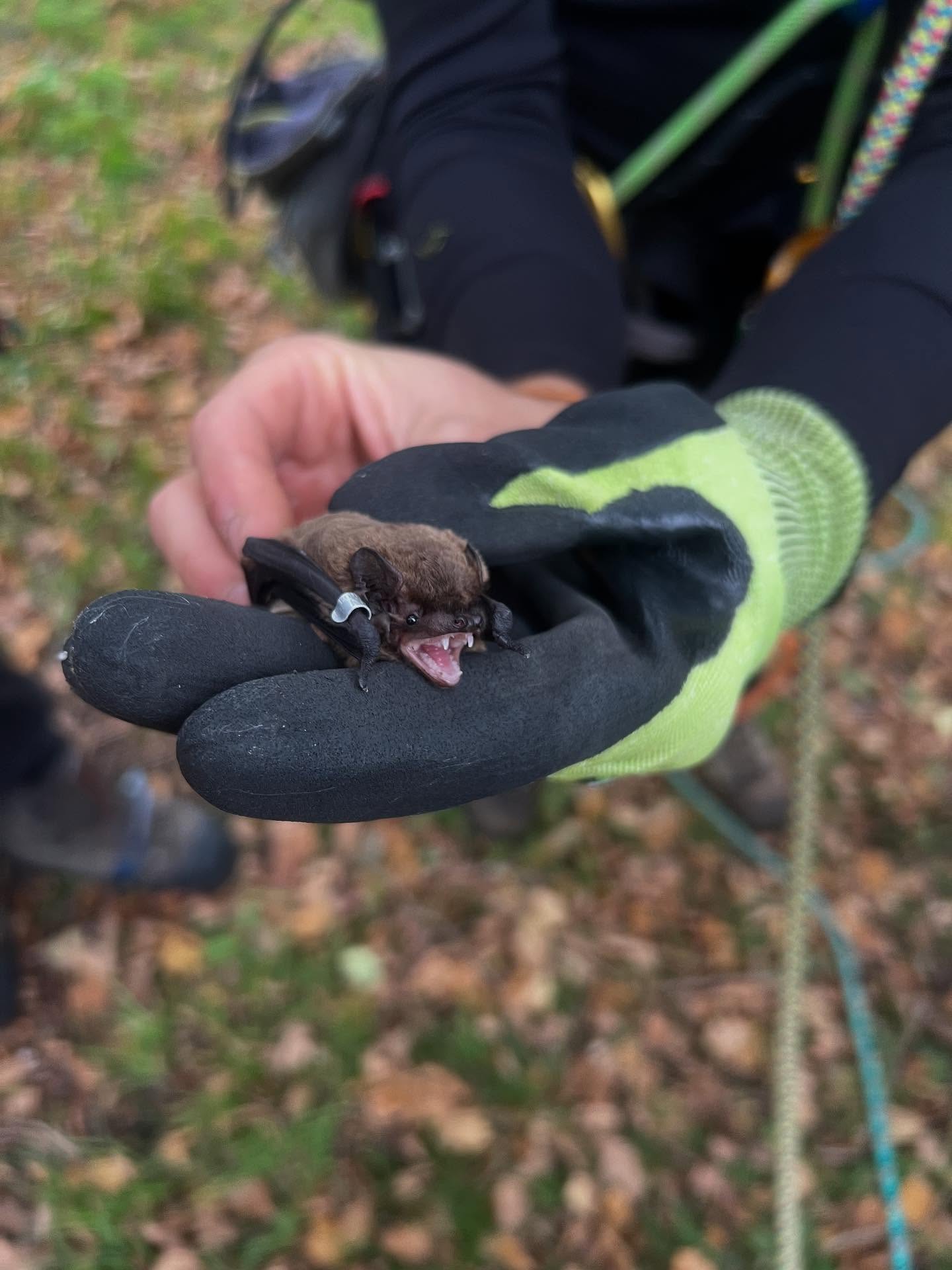 Awesome day over near Bristol on a tree climbing and aerial rescue refresher with some bat experts from Jacobs Ltd who checked some boxes while we were climbing and found three bats 🦇 🦇 🦇 🌳 #training #treeclimbing #arboriculture #ecology #nature #trees