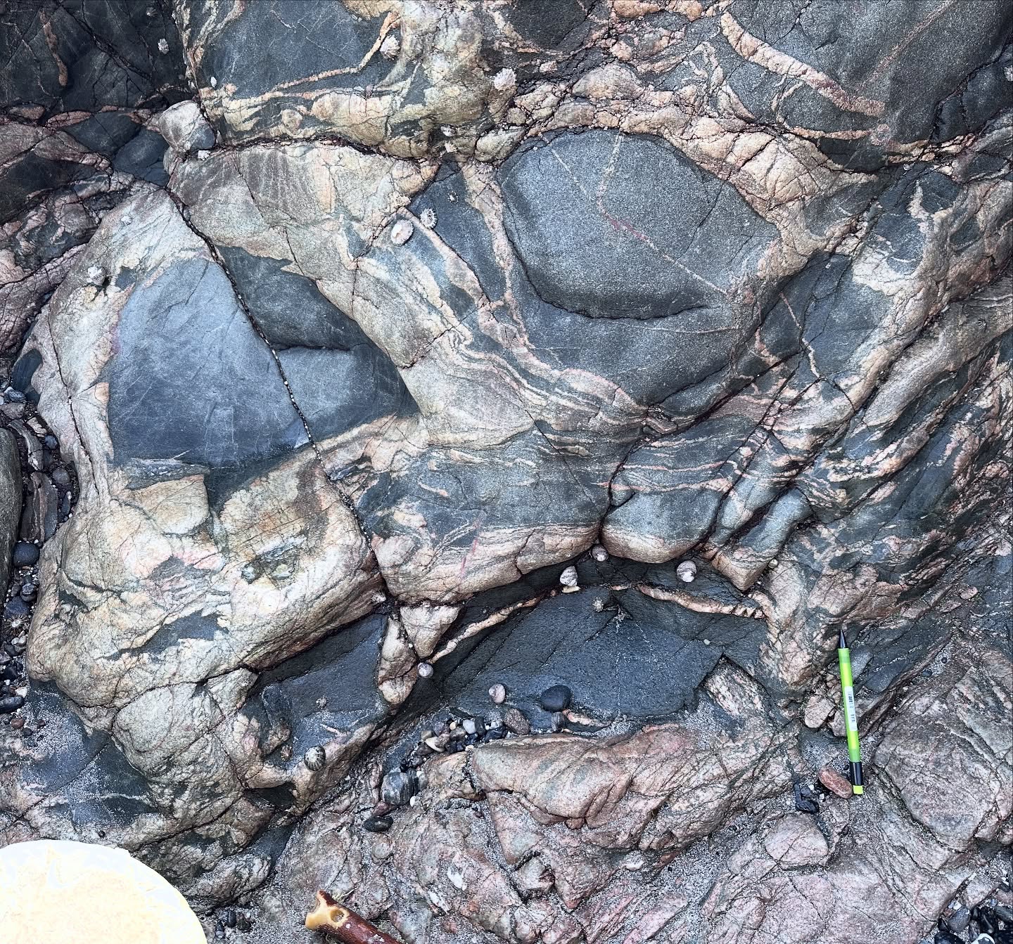 A ghoulish-looking outcrop for you on Halloween!
This is a very spooky mixed magma intrusions at Kennack Sands on the Lizard peninsula 😱
Kennack Sands, tucked away on the east side of the Lizard, is one of the most fascinating and enigmatic geosites in the UK.
These are intertwined zones of different compositions, including mafic (rich in ferromagnesium minerals), felsic (rich in feldspar + quartz), and composite (mix of felsic + mafic) rocks, adjacent to mantle peridotites of the Lizard Ophiolite.
These rocks formed after Lizard ocean floor spreading had ceased. They appear to occur along thrust faults during ophiolite obduction.
During subduction tectonics oceanic plate gets dragged down below a continental plate due to its higher density. However, fragments can get ripped up by the overriding plate.
Some interpret these rocks as migmatites, forming during high-grade metamorphism that causes partial melting. The felsic rocks from partial melting give rise to the distinct compositional layering.
Others interpret them as magmatic in origin. The mafic magmas intruded first, with the felsic magmas slightly later. These coexisting magmas mingled to form these epic structures. Chemical mixing formed the composite component.
Whilst the spectres of this rocks geological past may be hazy, its pull is strong to geologists at all levels to try and crack the mystery.
If it’s anything like Scooby Doo, then underneath this mask is probably just the janitor!
#gneiss #granite #kennacksands #tectonic #lizard #lizardpeninsula #variscan #ophiolite #cornwall #cornwallcoast #cornishcoast #walkingcornwall #explorecornwall #lovecornwall #cornwallgeology #cornishgeology #geology #geologyrocks #geolife #geologist #geologistsofinstagram #learninggeology #geoadventure #exploregeology #geologicalwonders #geologylife #geologyfieldtrip #halloween #scaryrocks