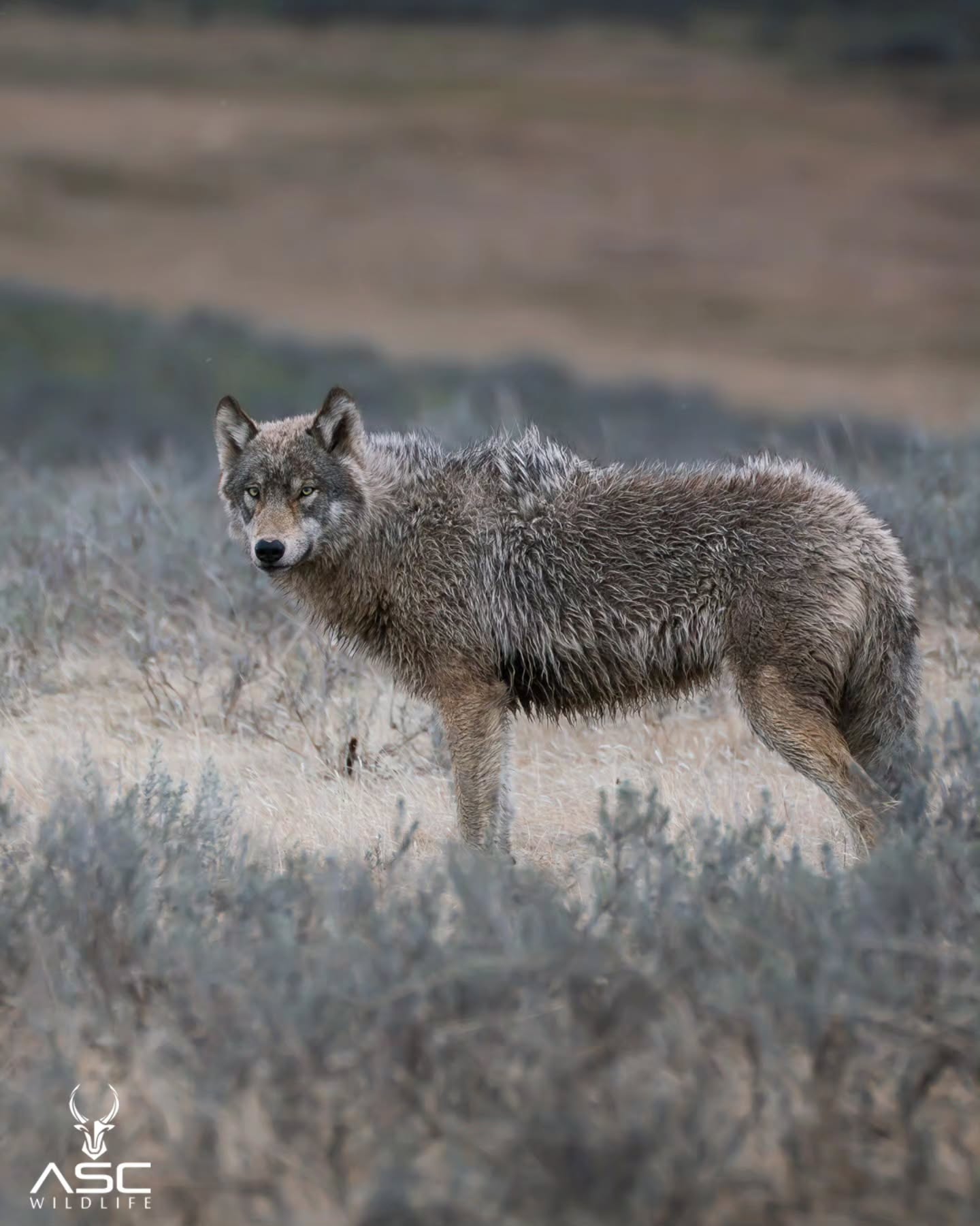 Gray wolf in Yellowstone.. Wow! This was one of my favorite encounters to date. He worked his way towards the road and gave us a good show. Good friends, cold hands and pounding hearts. Such a rush!
Photography by @ascwildlife
.
.
.
#wolf #graywolf #yellowstone #wapitipack #wildlifephotography #Photography