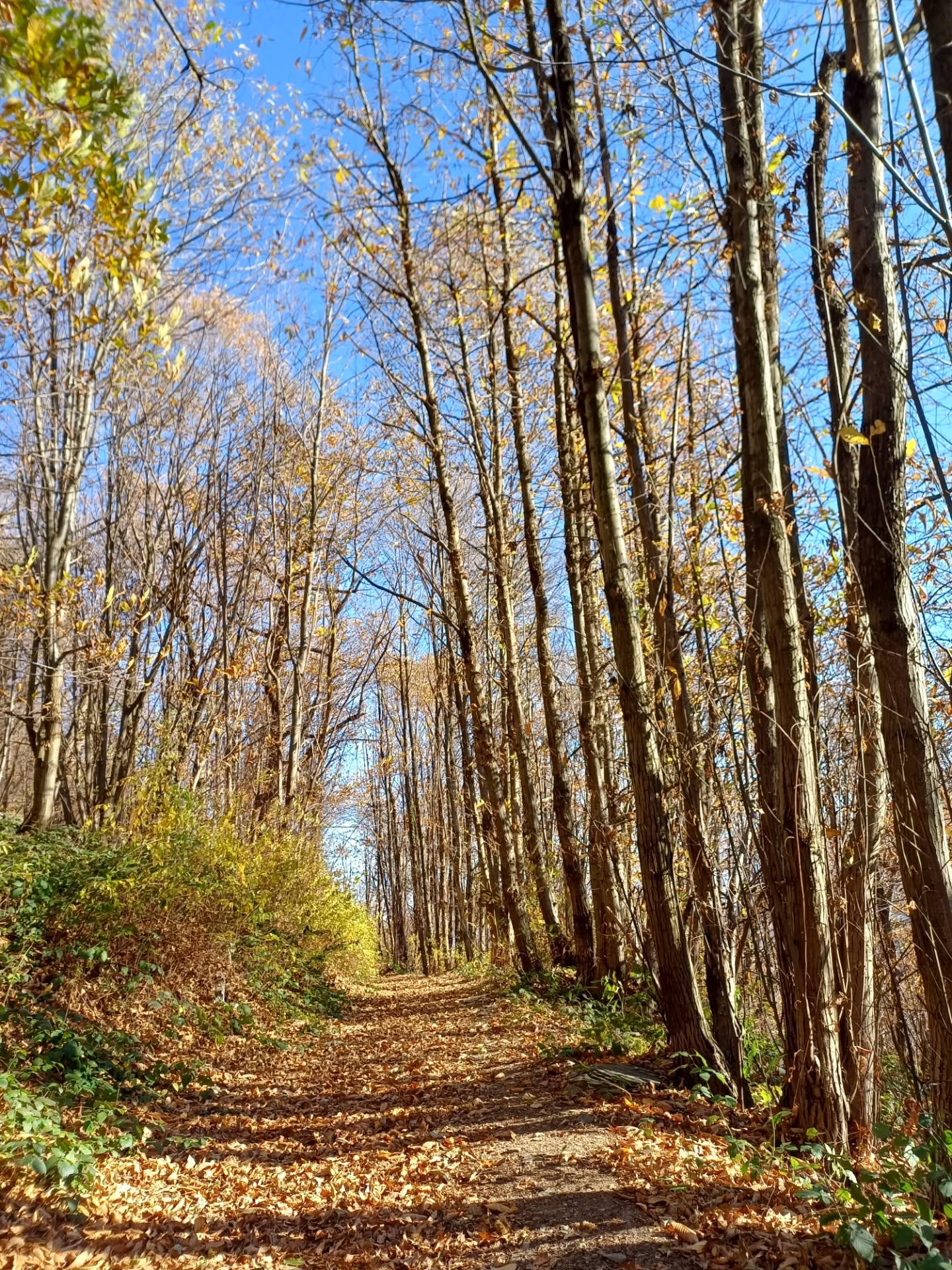 ✨ Grata per questi giorni di silenzio e piena presenza.
Tempo sospeso, spazio d’ascolto.
Incontro domande che non chiedono risposte immediate,
ma solo di essere accolte, come semi che fioriranno a loro tempo.
Ogni passo, ogni respiro, un ritorno.
Verso ciò che è essenziale.
E tu, dove ti stai cercando? 🌿
#mindfulness #silenzio #presenza #meditazione #consapevolezza #psicoterapia #crescita #felicità #benessere
