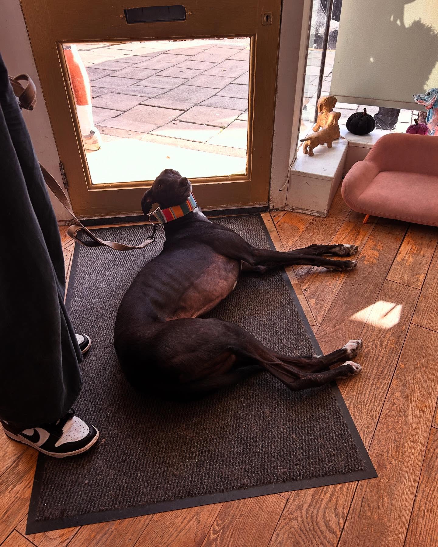Beautiful Ozzy came in today for his teeth clean! He had to have a lay down at the end after all the pampering and treats 🥹✨
.
.
.
#greyhounds #grooming #dogteethcleaning #woofmans #woofmansdoggrooming #brightondogs #brightondoggroomers #brightondoggrooming