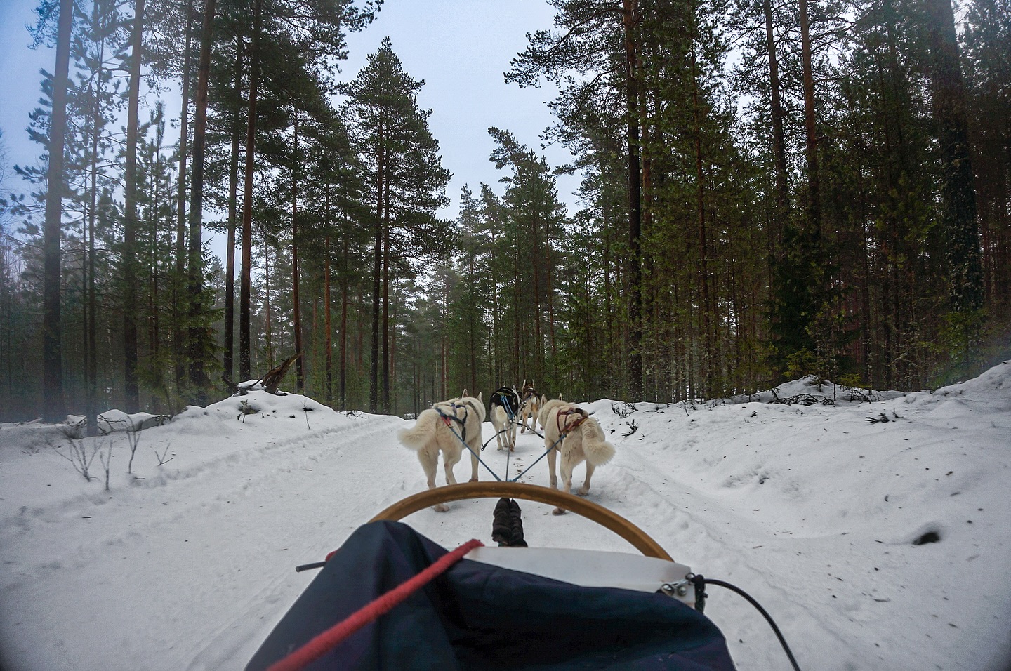 Looking through some old files today and found this adventure memory.
There’s a wild kind of freedom in the silence of a Finnish forest, broken only by the rhythm of paws on snow and the breath of huskies cutting through the cold.
Dog sledding isn’t just adventure, it’s a partnership. It’s trust, instinct, and respect between human and animal, both reading the landscape, both feeling the pull of the journey. All with purpose.
In these moments, you learn that leadership isn’t about control. It’s about connection.
It’s about shared purpose, clear direction, and knowing when to let go and simply flow with the trail.
Moments like this remind me why I keep searching and transcending to a place where adventure becomes something deeper, a dialogue with nature, with others, and with ourselves.
#RewildResetEvolve
#RavenMountaineering #AdventureTherapy #Finland #DogSledding #Connection #WildFreedom #HumanAnimalBond #OutdoorLeadership #WildernessMindset #MentalHealthMatters #snowdogs