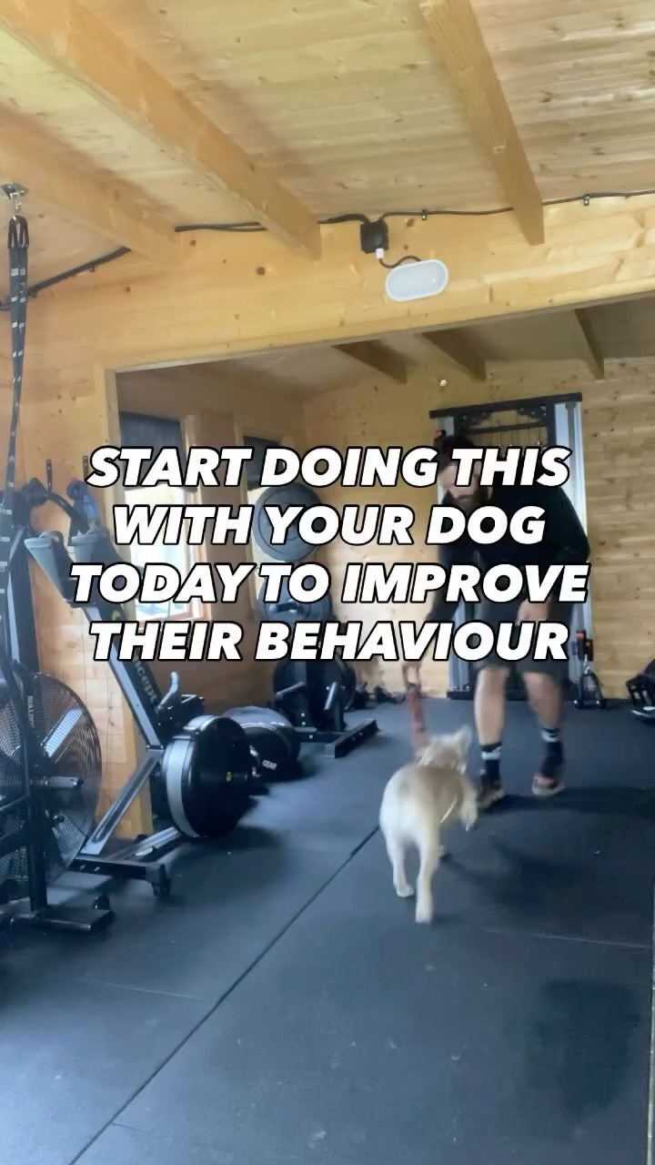 Start playing with your dog!!!
Start the moment you get your puppy home
Why?
🐶Builds a bond
🐶Builds engagement
🐶Stimulates them
🐶Taps into their genetic instincts (pick a game that suits the breed)
All of the above will help improve your dogs behaviour by making them easier to train and more likely to listen to you
People are so obsessed with taking their dog for a walk
When in fact the dogs behaviour will improve so much more from some stimulating play
A dog does not want to walk on a lead around the block
But what they do want to do is chase things, wrestle things, retrieve things, sniff things out
These can all be brought out with play
Need help training your dog pop us a dm
#chalfontstpeter #chalfontstgiles #gerrardscross #dogwalking #dogwalker🚶🏻♂️🦮💨 #seergreen #beaconsfield #dogtrainer #dogtraining