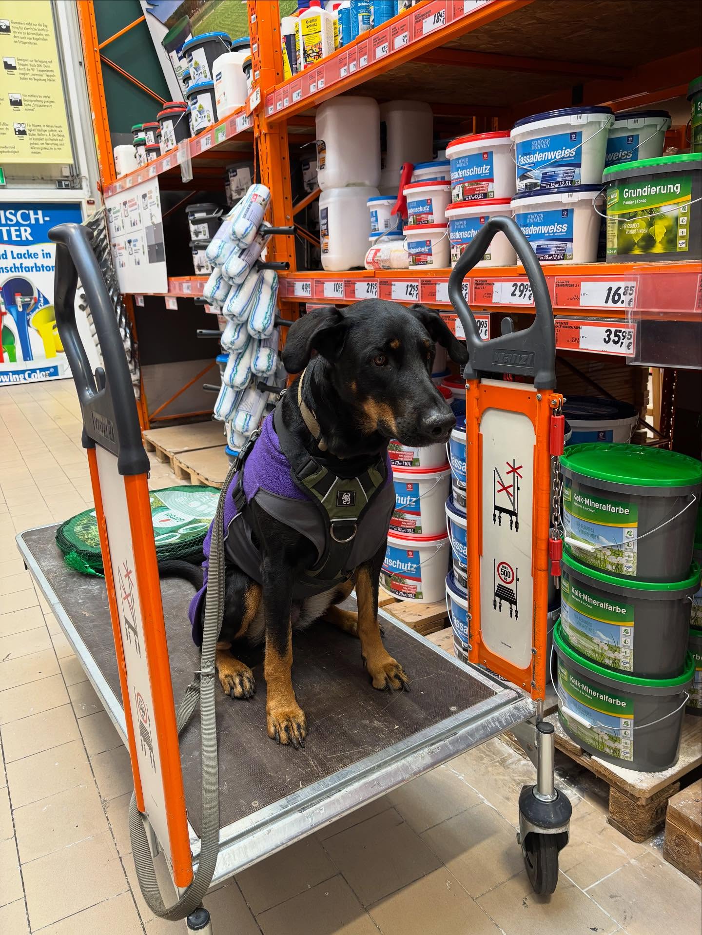 Alltagstraining für Hunde im Bauhaus Lechhausen #Hundetraining Augsburg #Hundefreunde#Hundeübung#Hund Augsburg#Hundeschule Dogs Academy Augsburg #Spaß beim Hundetraining