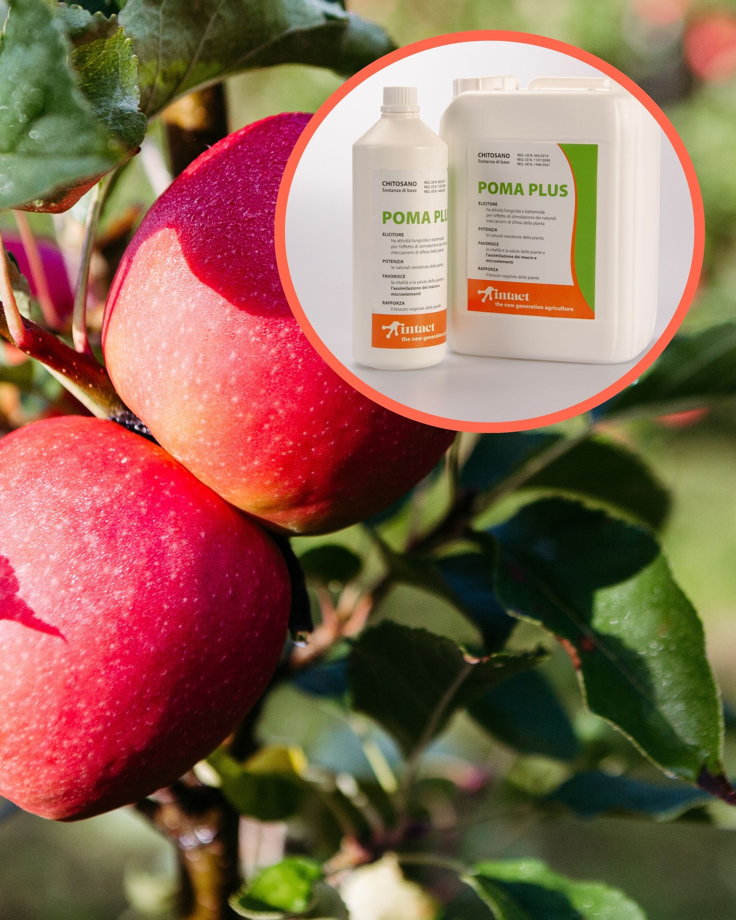 Der Herbst ist da – und mit ihm die ideale Zeit für Nacherntebehandlungen!
Jetzt ziehen die Obstbäume wichtige Nährstoffe aus den Blättern in Wurzeln und Knospen zurück, um sich auf die Ruhephase vorzubereiten.
Damit das reibungslos funktioniert, müssen die Blätter möglichst lange gesund bleiben.
▪️PomaPlus unterstützt diesen natürlichen Prozess:
▪️Fördert den gezielten Blattfall auf natürliche Weise
▪️Hilft der Pflanze, sich optimal auf den Winter vorzubereiten
▪️Unterstützt den biologischen Abbau des Falllaubs
▪️Reduziert das Risiko von Pilzkrankheiten wie Glomerella, Leaf Spot und Ramularia
So startest du mit gesunden Bäumen und weniger Infektionsdruck in die nächste Saison!
#intactsolutions #growingsolutions #bestquality #autumnpreparation