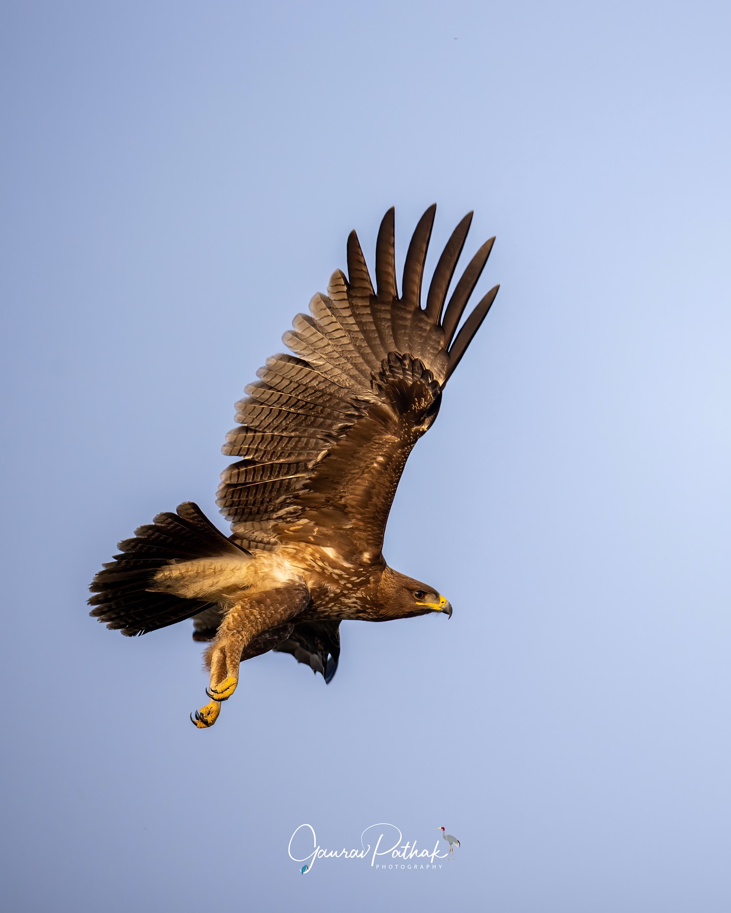 Steppe Eagle (Aquila nipalensis) – Majesty in motion. Just after takeoff, wings stretched and glowing in the golden light, it carried itself with the calm authority of a seasoned traveler—and rightly so. Steppe Eagles are long-distance migrants, journeying thousands of kilometers between Central Asia and the Indian subcontinent every year. Built for endurance, they ride thermals with effortless ease, covering vast skies with quiet confidence. Watching one rise into the light feels like witnessing power refined by patience.
.
Location - Churu, Rajasthan
Shot on Canon R5
Canon RF600mm F4 L IS USM
ISO 250
f/4
1/2000s
.
#canonrf600mmf4 #animalplanet #kings_birds #bbcearth #birdphotographers_of_india #bbcwildlifepotd #best_birds_of_ig #birds_captures #bestbirdshots #bird_brilliance #birds_adored #canonasia #canonedge
#capturedoncanon #birds_nature #discoverychannel #discoverychannelindia #earthcapture #canwithcanon #photoscapeofthemonth #morebirdpics #natgeoindia #natgeoyourshot #nature_brillance #ssptalenthunt #nuts_about_birds #planetbirds #raw_birds #your_best_birds #yourshotphotographer