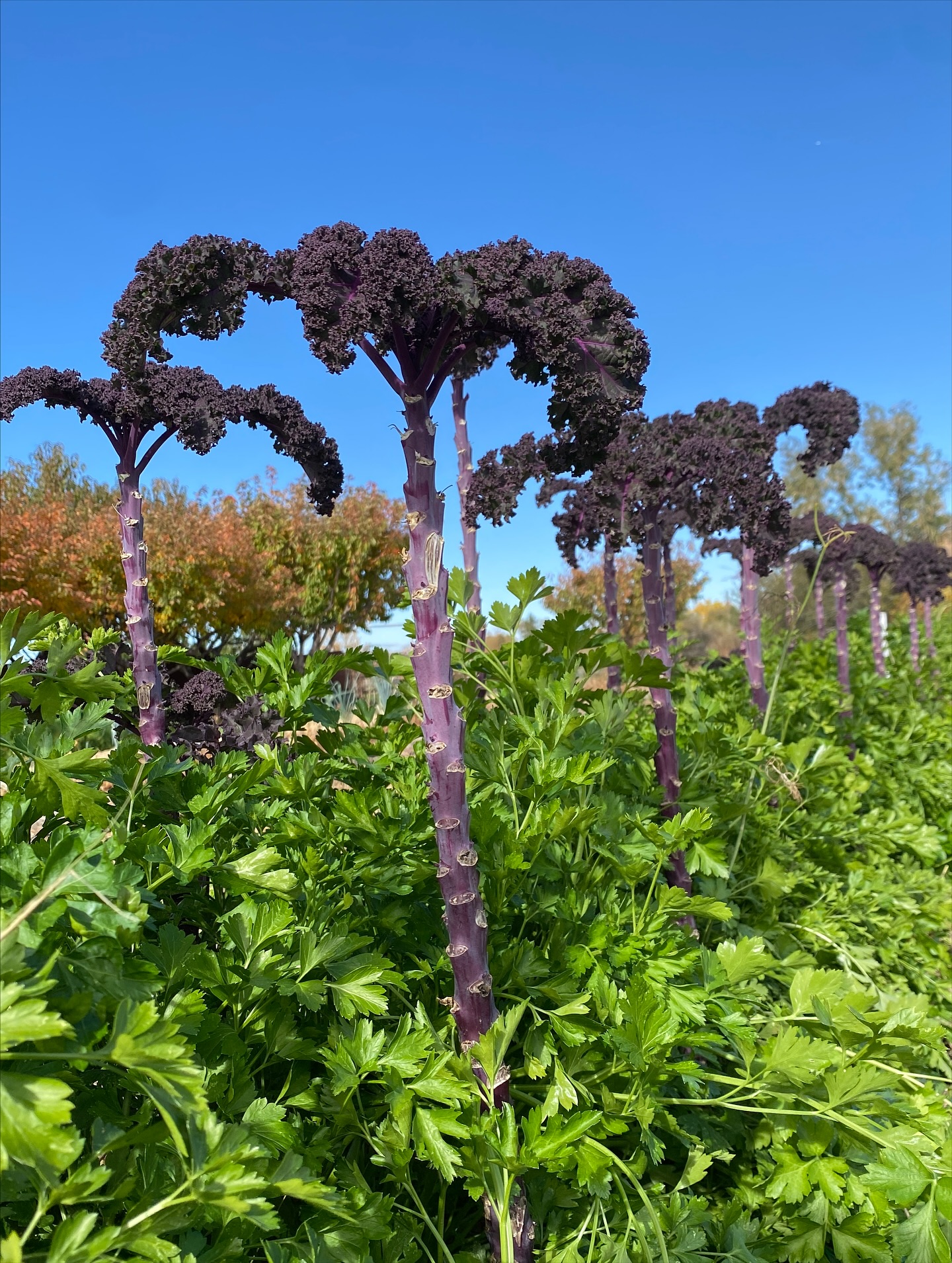 Time is flying on the farm these days as we close down the fields for winter 😮💨 These kale and parsley still in the ground in November were our first generation (out of 3) of kale that were started in the greenhouse in February! The kale were transplanted end of March and harvested from May till early November.
Our fall storage cabbages were started in the greenhouse at the end of June and transplanted in early August. We harvested these cabbages mid to late October!
Fun to think about how much time (and love) we have given these plants while tending them throughout the season!
