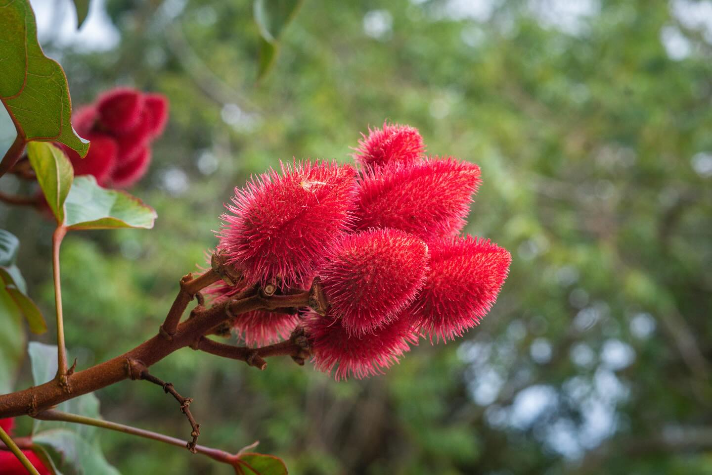 Você conhece o Urucum? 🌺
⠀⠀⠀⠀⠀⠀⠀⠀⠀
Com seu vermelho intenso, ele colore corpos, alimentos e histórias desde tempos muito antigos.
⠀⠀⠀⠀⠀⠀⠀⠀⠀
Antes mesmo da colonização, os povos indígenas já usavam o pigmento do urucum para pintar a pele, como proteção contra o sol e insetos, e também como expressão cultural e espiritual ✨
⠀⠀⠀⠀⠀⠀⠀⠀⠀
Hoje, é mais conhecido na cozinha como colorau, corante natural que realça o sabor e dá vida às refeições 🍲
⠀⠀⠀⠀⠀⠀⠀⠀⠀
Mas seus usos vão além: nas tradições populares, as sementes e folhas do urucum são usadas em chás, xaropes e pastas para aliviar febre, problemas respiratórios e queimaduras — sempre com cuidado e respeito aos saberes ancestrais 🌿
⠀⠀⠀⠀⠀⠀⠀⠀⠀
O Zine Ibiraquera traz essa e outras histórias que conectam planta, corpo e terra 💫
O lançamento está chegando! Confira mais detalhes na bio e envie uma mensagem para saber como garantir sua cópia física.
⠀⠀⠀⠀⠀⠀⠀⠀⠀
📸 @grundlingfilmes
