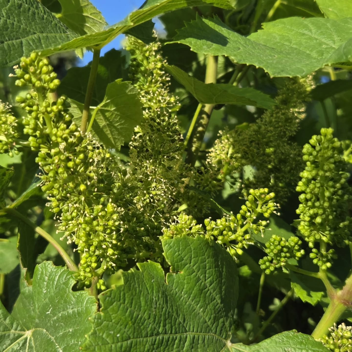 Fruit set is in full swing 🍇✨
The delicate flowers of the vineyard are quietly transforming into the season’s first tiny berries — each one a promise of the harvest to come. This is the moment when nature begins to shape the character of the next Klein Nektar vintage.
#KleinNektar #MontaguWine #VineyardMoments #FruitSet #WinemakingJourney #BoutiqueWine #VineToBottle #CapeWinelands #SloHarvest