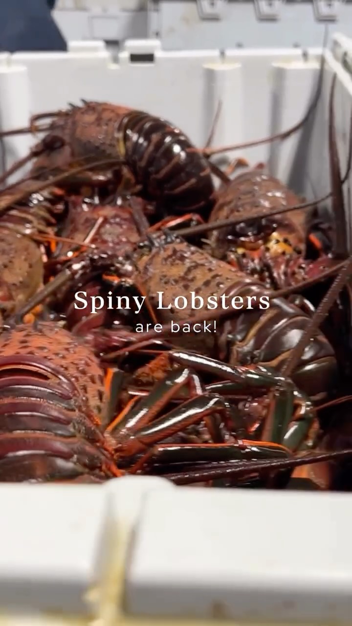 The wait is finally over! Spiny lobster season has arrived at @kingsfishhouse, and they're ready to serve you the freshest catches. Come indulge in this delicious seafood delicacy while it lasts! 🦞🍴 Who's joining us for a feast? Don’t miss out on this seasonal highlight!
#StadiumPromenade #OrangeCA #LetsEatOC #KingsFishHouse #SpinyLobster #SeafoodLovers #FreshCatch #LobsterSeason #EatLocalSeafood