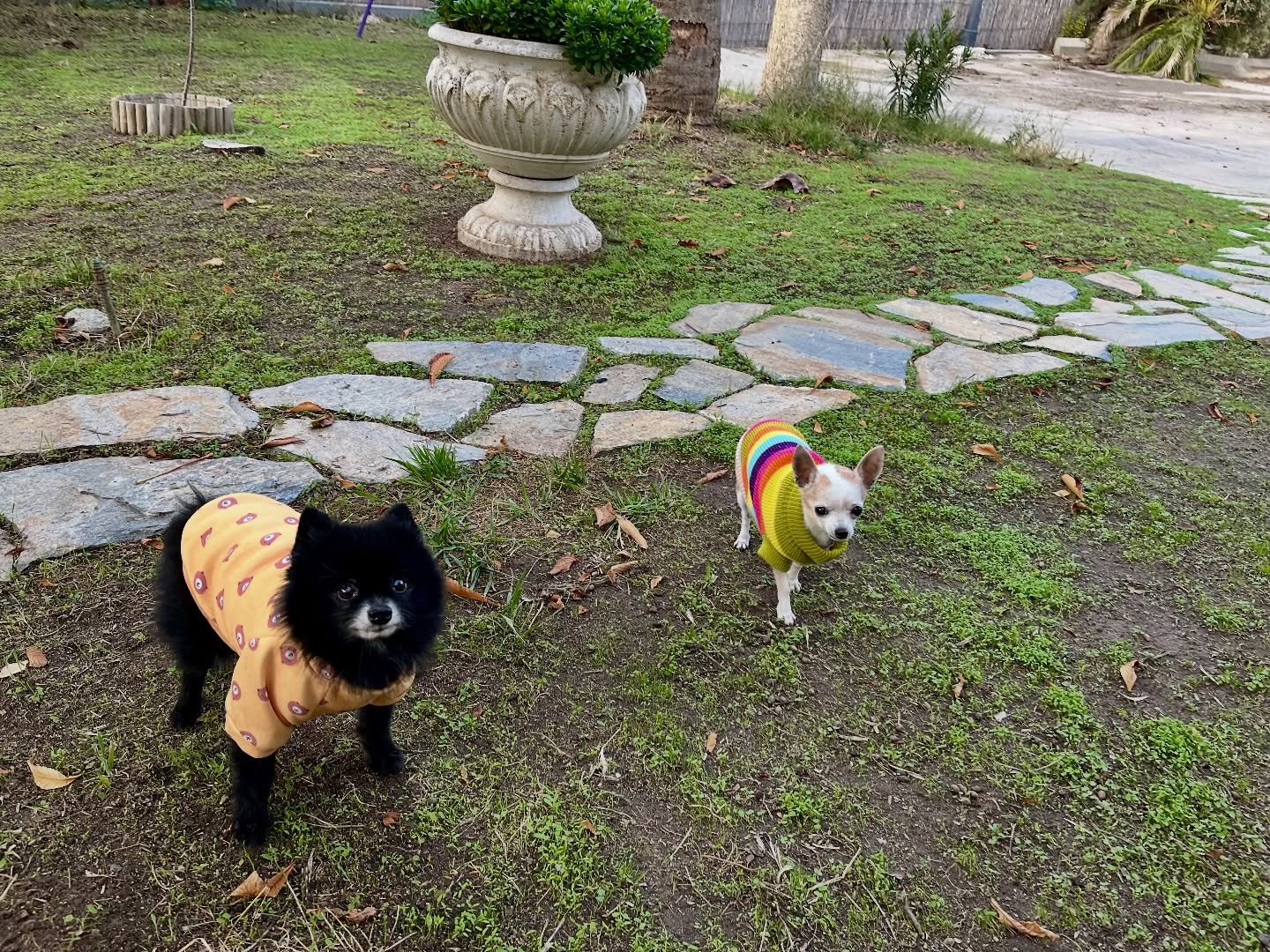 #cuidadoresdeperros #madrid #mascotas #españa #igersmadrid #perros #dogs #dogsofinstagram #perrospequeños #dogslife #dogfriend #fotosdeperros #comoencasa #vacaciones #doglover #pomeranian #chihuahua #caniche #bichón #bichonmaltes #shitzu #shitzulovers #pomerania #pomeraniaespaña #teckel #otoño