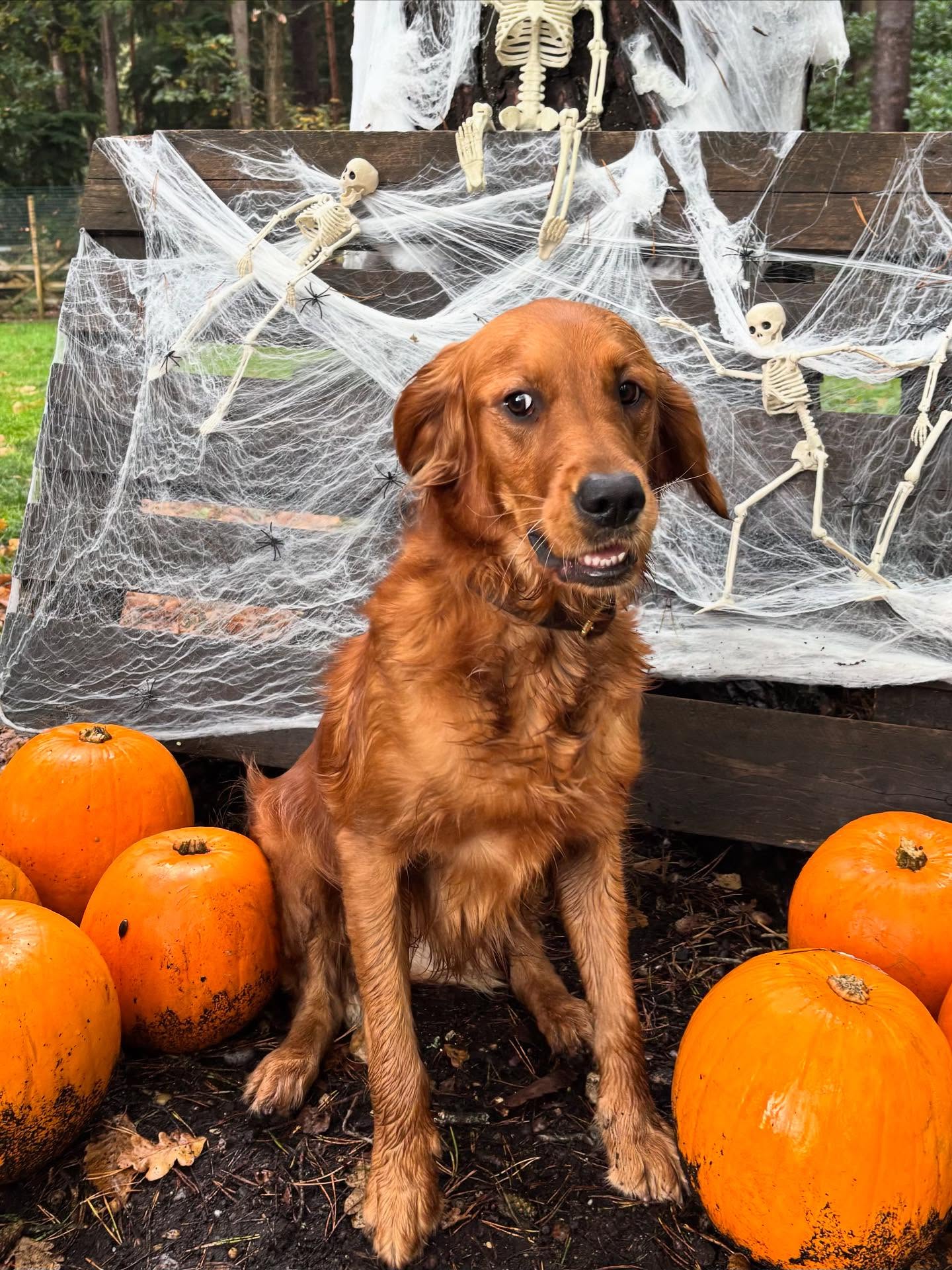 It was all treats and no tricks at daycare this Howl-o-ween! 🎃🐾 Our pups braved spooky cobwebs, pumpkin patches, and a few friendly skeletons for a week full of giggles and ghostly fun. 👻🕸️ #HowloweenWeek #TooCuteToSpook #PumpkinPals