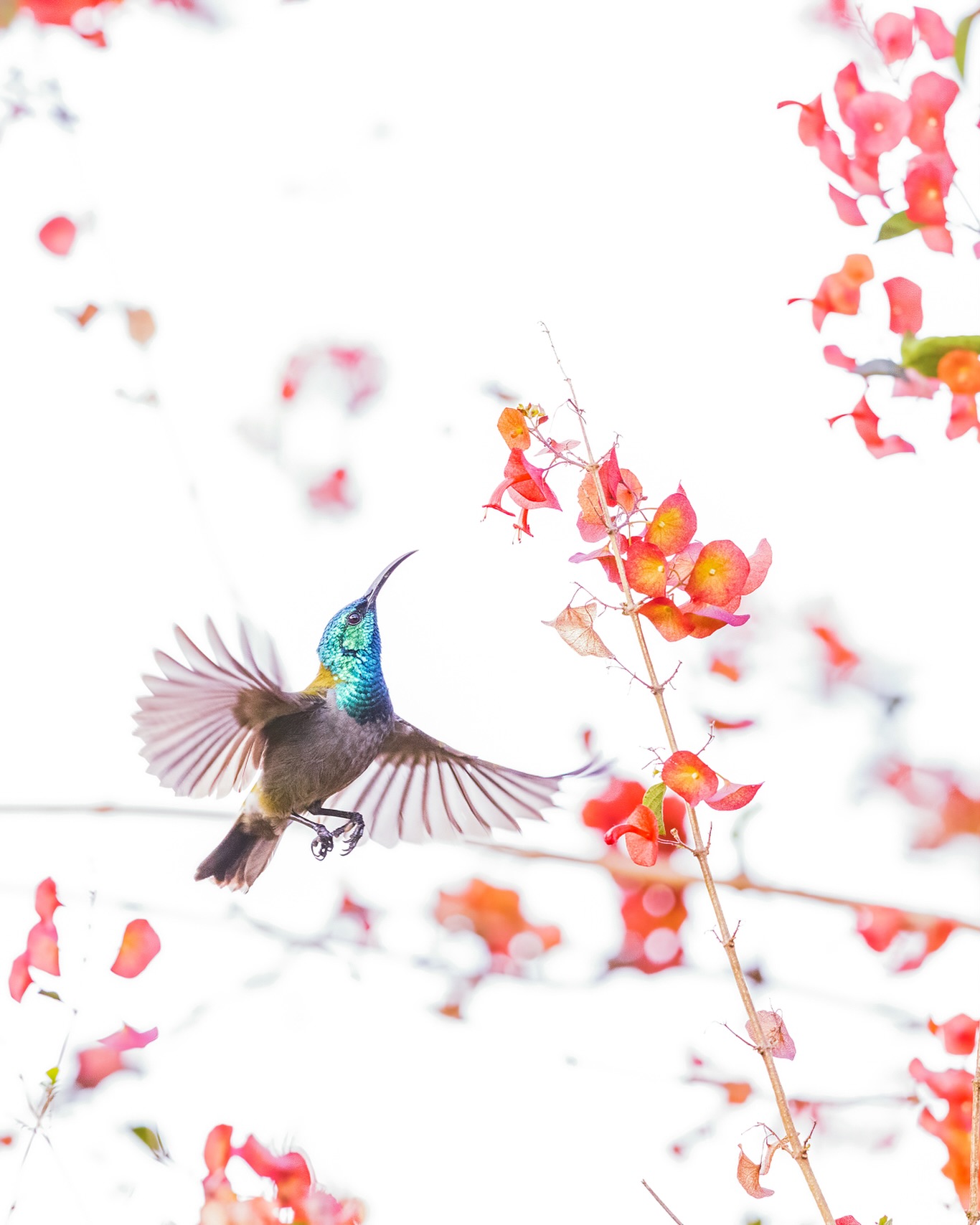 Finally caught up with the ever elusive African hummingbird. (Spoiler this is not actually a hummingbird despite the superficial similarities, it’s a lovely example of convergent evolution though)
☆
Green-headed Sunbird
☆
#birdman #birdsofig #birding #birdwatching #birders #birdnerd #birdingtrip #birdingtours #birdphotography #birdwatchingtours #birdistheword #bird_brilliance #birdsasart #birdsofafrica #birdsofeastafrica #birdsofkenya #birdsofuganda #africanbirds #visituganda #africanamazing #africanature #acacia #thisisafrica #malachite #greenheadedsunbird #eye_spy_birds #riftvalley #vulturous #birdyourworld