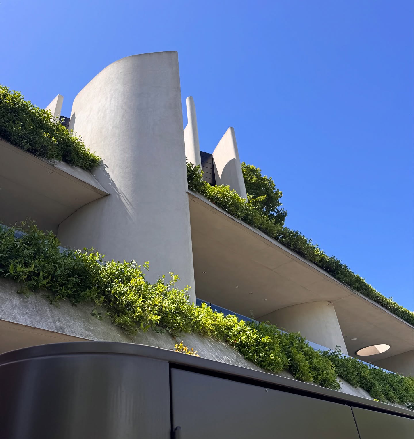 Spilling Trachelospermum Jasminoides over balconies in South Yarra š±