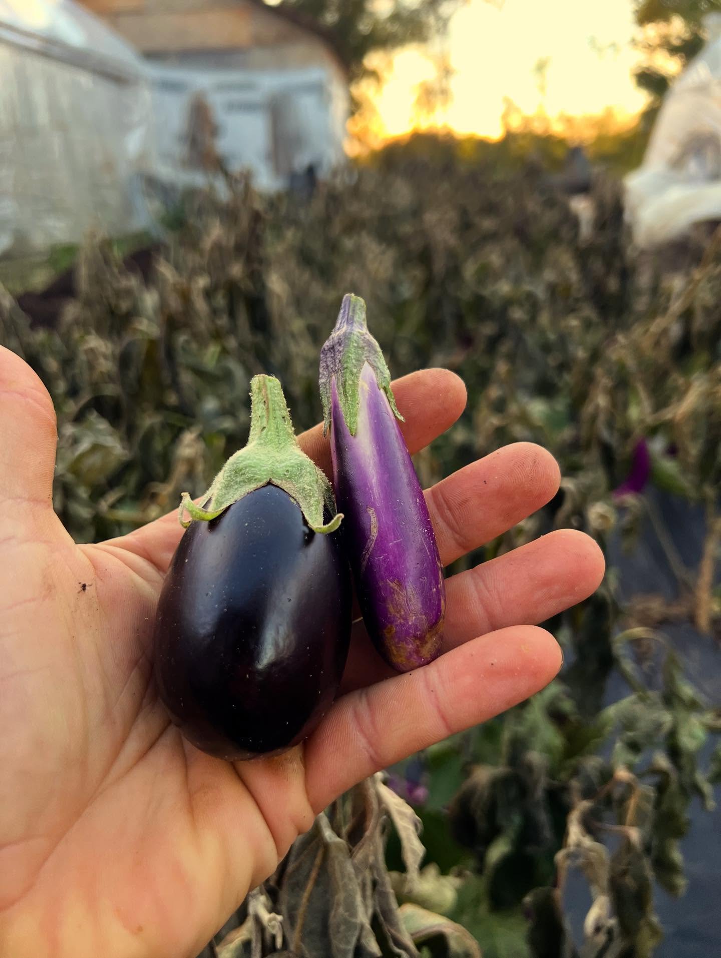 Ripping out our one bed of eggplant after that first frost killed off the plants. Excited to pickle these little fruit whole, with some sweet peppers and herbs :)