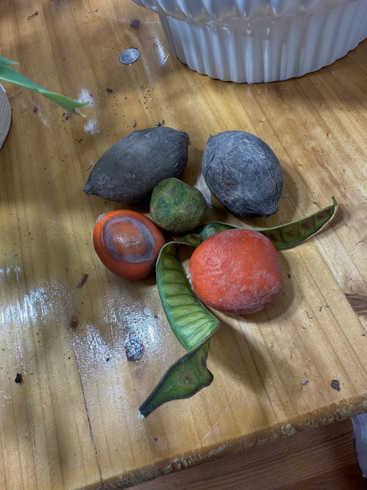 Turns out… collecting seeds in the tropics does not guarantee you come home with a giant bounty. 😂
Behold: my mighty handful of seeds—small in number, but BIG in potential!
While everyone else is out here dreaming of a white Christmas, this plant fanatic is dreaming of germination trays, grow lights, and the sweet suspense of “will they sprout?” 🌱✨
Just traded sun, sand, and tropical bliss for the cold, soggy welcome home party of the PNW—complete with a flood watch. Because of course. 😒🌧️
But hey… these seeds might just be the spark of summer I need to hold me over until the rains pass.
Let the experiment begin. Place your bets… what are the odds these little guys actually grow? 😈🌿
—The Angry Gardener
#SeedlingsOrBust #AngryGardenerAdventures #TropicalToTemperate #PNWPlantProblems #FromSunToSoggy #GrowOrDieTrying #PlantFanaticOnTour #FutureJungleMaybe #TinySeedsBigDreams #FloodWatchFarming #GardenersGamble 🌱