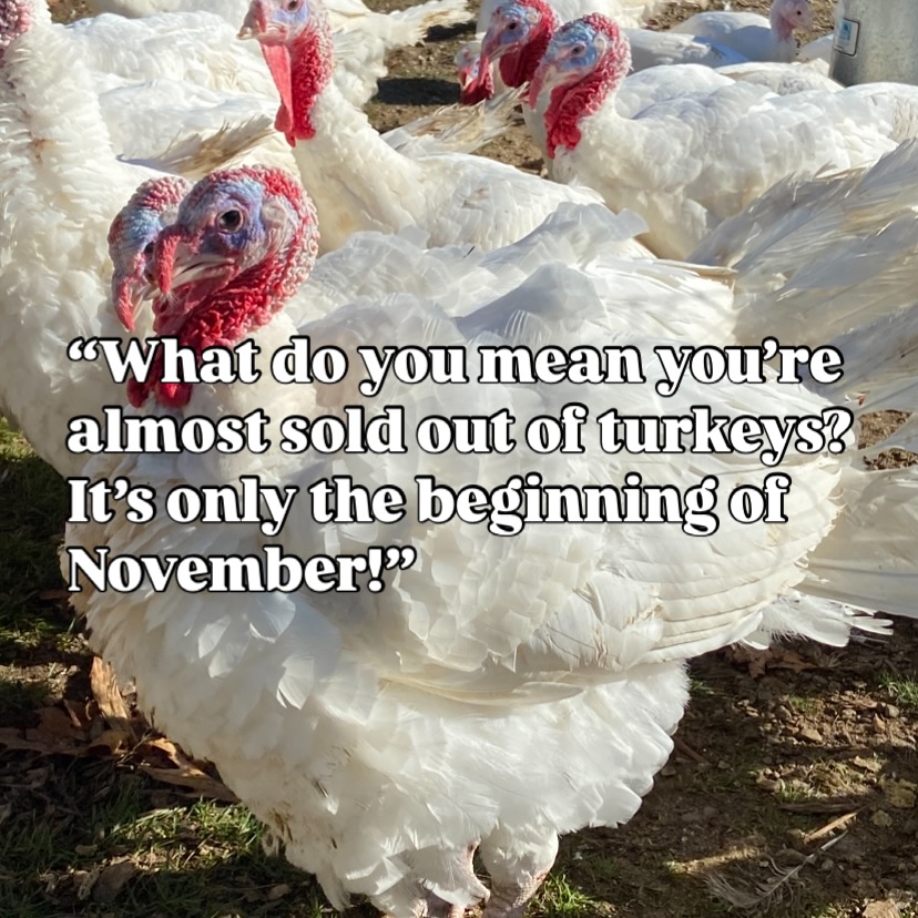 We aren’t like the box stores, trying to force the seasons on you. We are just trying to make sure all of our hard work will not go in vain!
Fun fact: wild turkeys only lay about 9-15 eggs per year, and commercial breeds of domesticated turkeys can lay up to 100 eggs per year in perfect conditions. They only lay for about 4-5 months and if there was a 100% viability rate (which is asking a lot) that’s 100 potential turkeys. That’s probably why we only eat whole birds once a year, unlike chicken which can be hatched all year long.