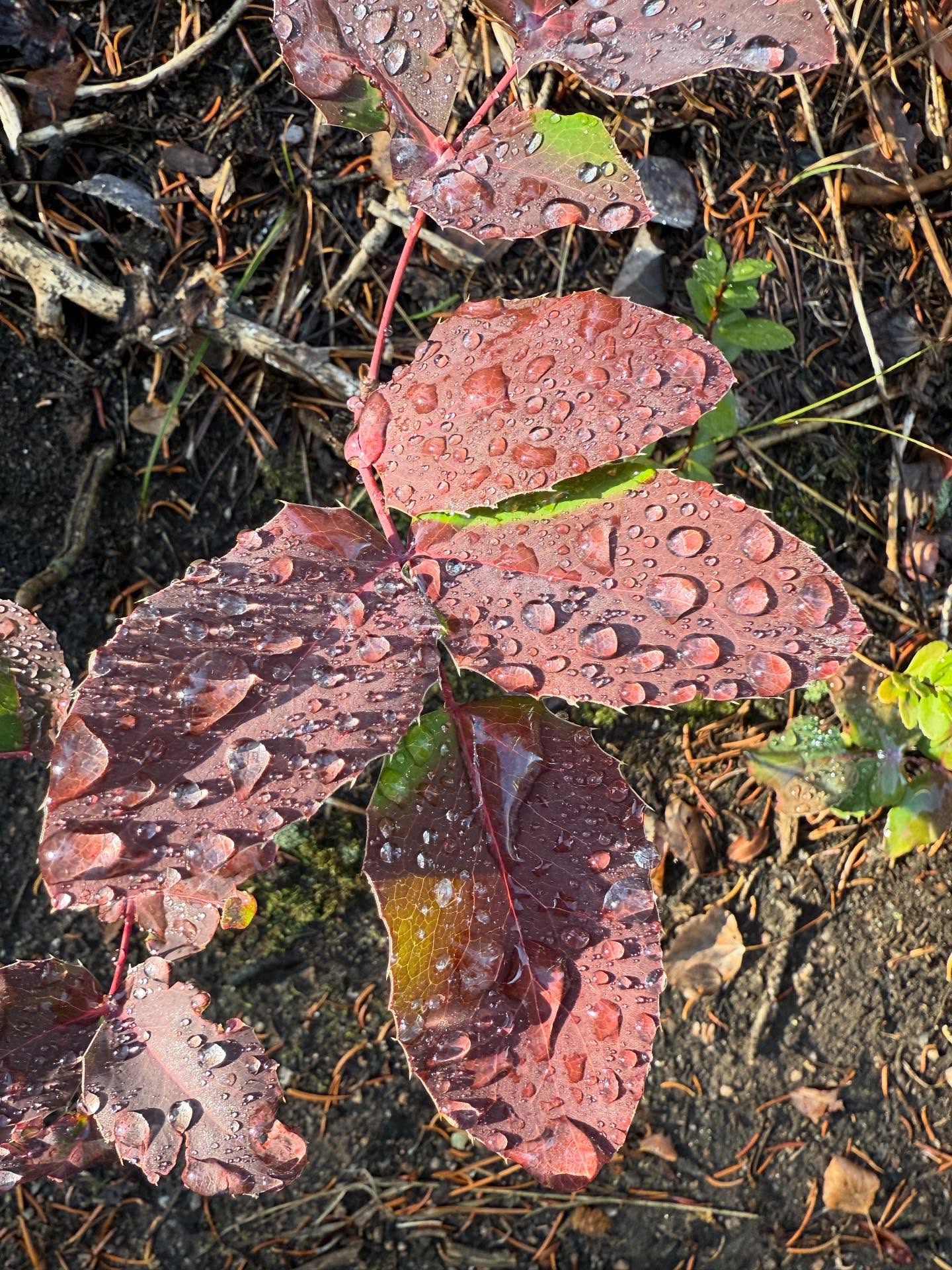 *NEW BLOG POST IS LIVE*
.
Check out my take on the amazing benefits of tracking your menstrual cycle for month-to-month.
.
https://innerseasonswellness.com/pages/blog
.
#blog #cycle #women #ritual