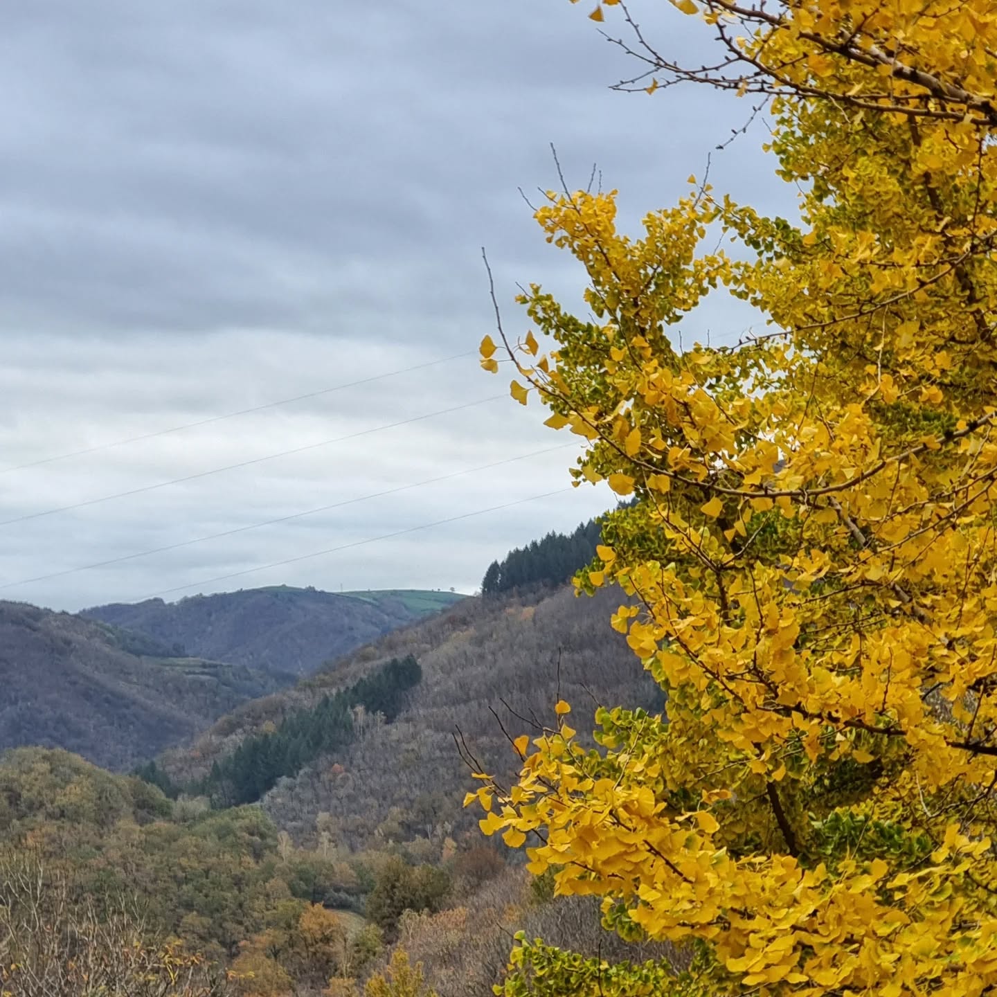 The view from my bedroom window - the ginko is about to drop all its beautiful yellow leaves.
Vue depuis la fenêtre de ma chambre : le ginkgo est sur le point de perdre toutes ses belles feuilles jaunes.
#ginko #autumn