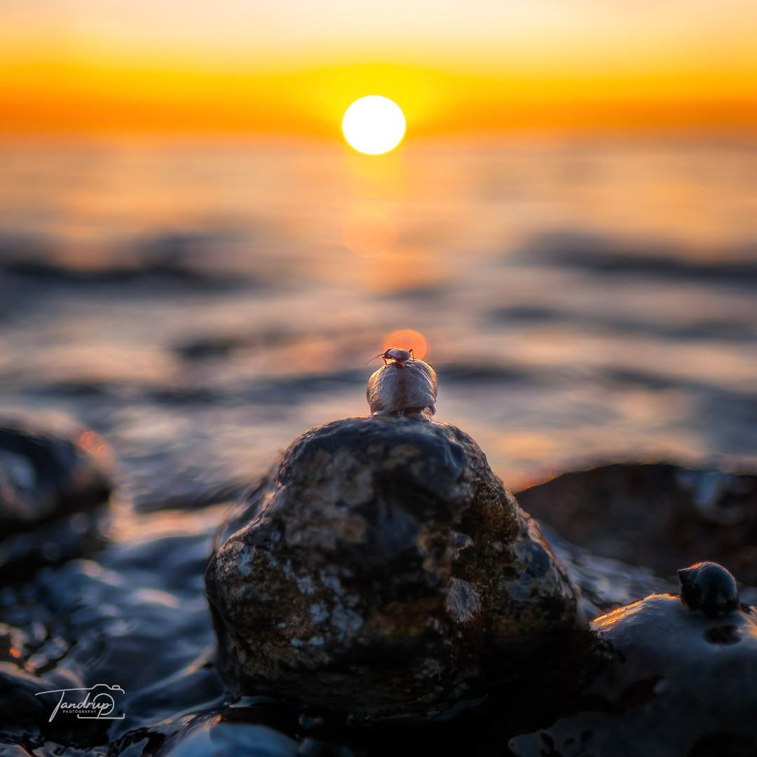 Nymølle Strand, Salling 🐞
-
-
-
#eveninglight #naturesdetails #tandrup_photography #sunsetvibes #micheltandrup #skivekommune #determedihuslejen #limfjorden #naturephotography #danishcoast #quietmoments #nordiclight #coastalview #snailonrock #total_denmark #nordicscenes #oceanmood #sunsetmagic #denmarknature #snapp_november25