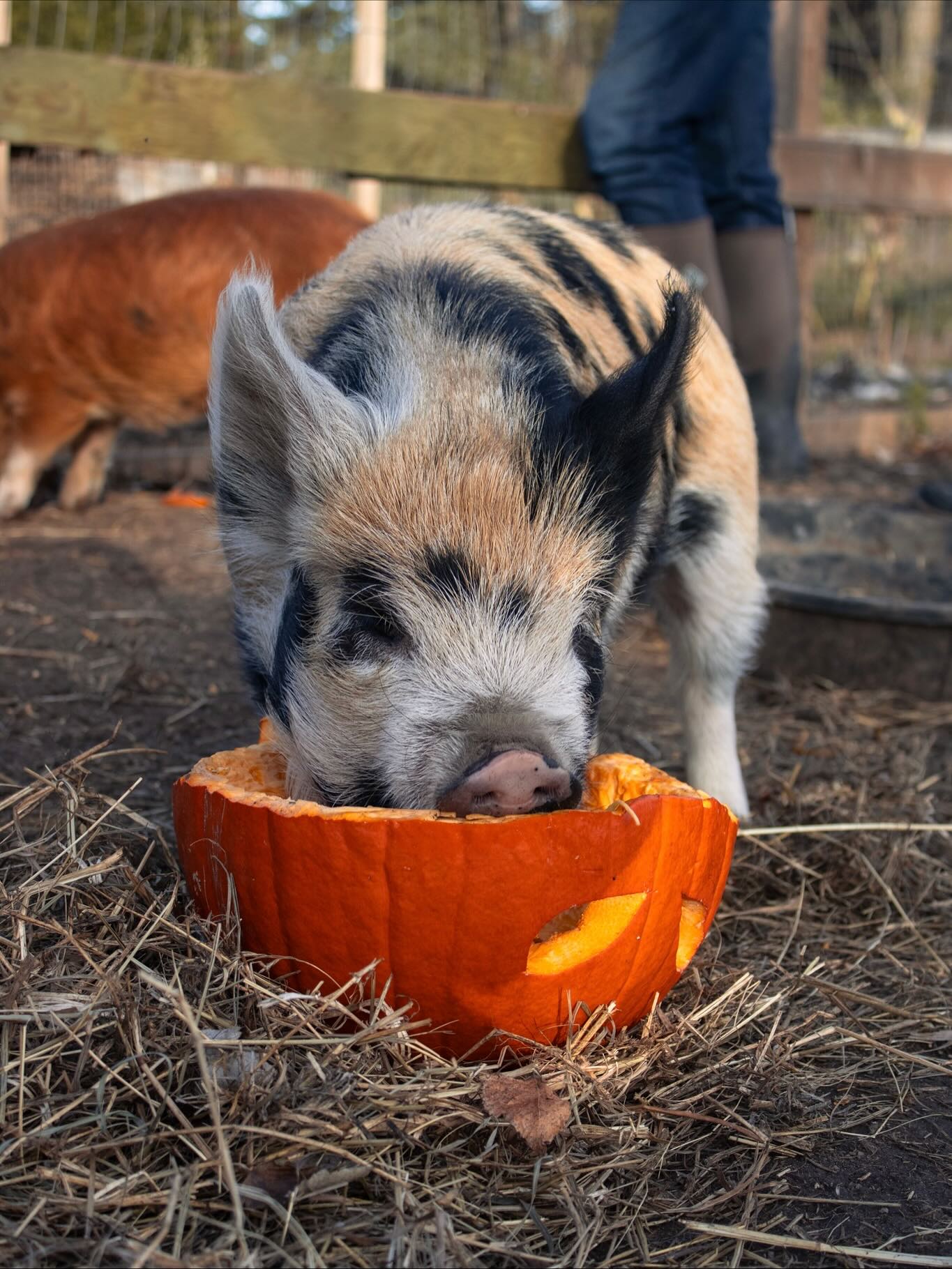 Meet @redux.enactus , our mission to reduce food waste and lower costs for local farmers. 🌱
By partnering with local farmers and restaurants, we’re making sustainability simple and impactful.
We are taking food scraps from restaurants, and turning them into feed for pigs.
This week, we collected old halloween pumpkins and gave them a new life by turning them into a meal for these pigs!
#enactus #enactusguelph #enactuscanada #uofg #uofguelph #universityofguelph #team #sustainability #farm #pig #pumpkin