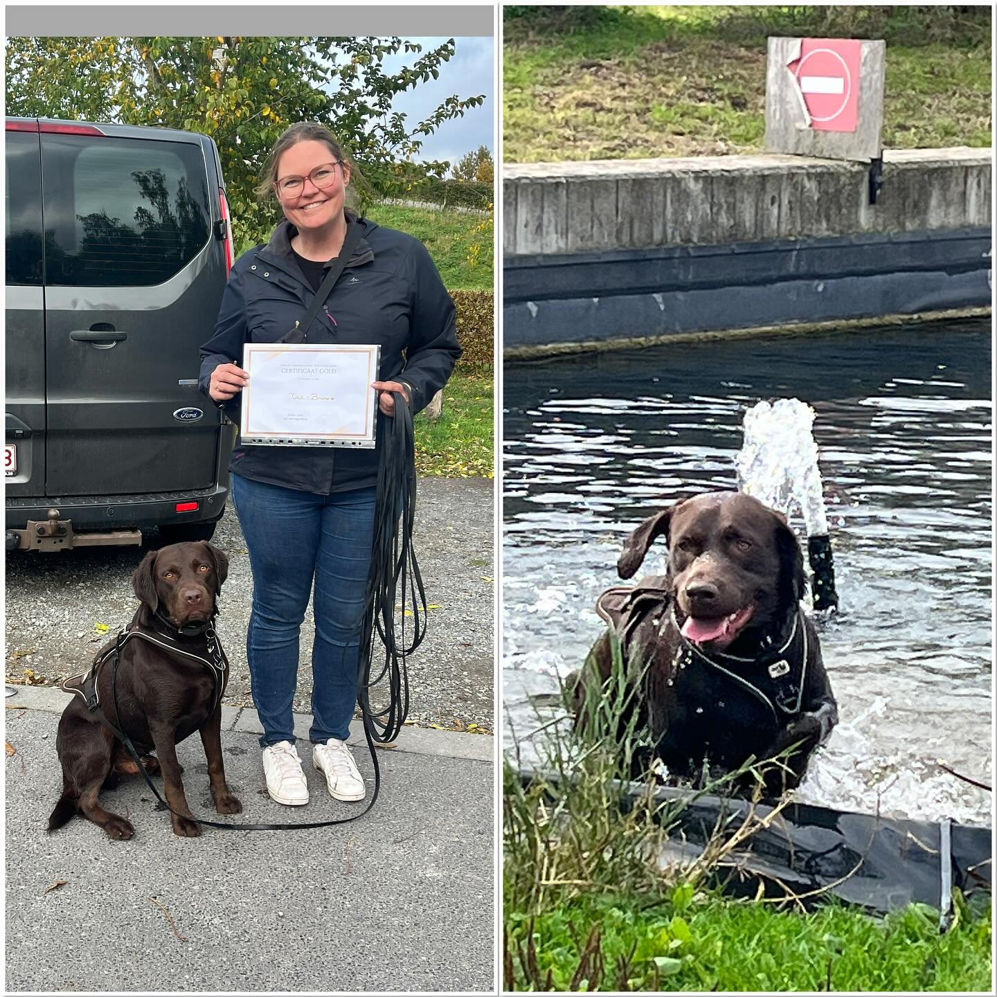 Den Bruno is geslaagd!! Bruno was zowat de onmogelijkheid om mee te wandelen. Vanaf het begin hevig ( enfin, echt hevig) blaft, springt, reageren naar vele dingen en honden.
Samen met de begeleider Tina, gingen we een tijdje geleden aan de slag. Het was een uitdaging 😊. Ondertussen zag ik de laatste les van het traject, Wandelen met een reactive hond, een ontspannen hond: maar ook de begeleider was zeer ontspannen. Samen genieten. Dat is uiteindelijk het doel van wandelen natuurlijk! Elke les opnieuw zag ik dat er geoefend was, met veel liefde en begrip voor Bruno. Top gedaan Tina! 🙌👌
We doen ons best en werken verder… 🐾🐾
#labradorchocolate #labrador #wandelenhond #trekkenaandelijn #reactievehond #gedragstherapie #hondengedragsdeskundige