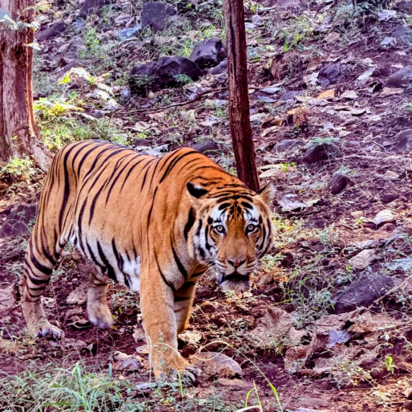 Client @deepa.gulabani had a wonderful sighting @satpuratigerreserveofficial