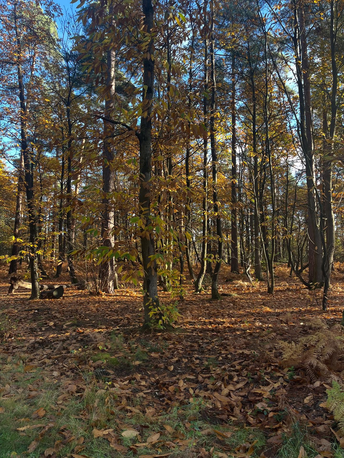 Sunday autumn walk (still looking after my leg đ), Saturday fireworks and torch procession to the fireworks. But there was no bonfire - no crackle. Boo!
#whostolethebonfure #autumn #walking