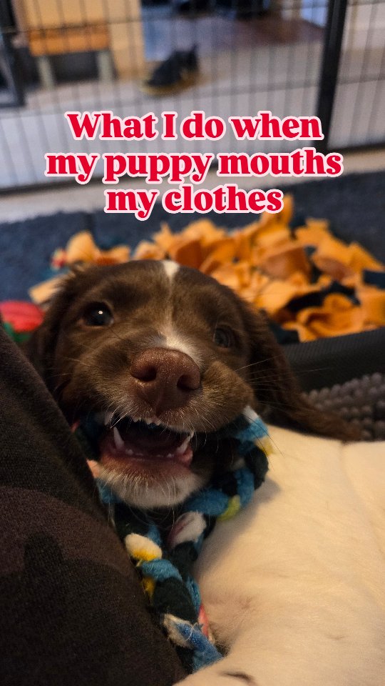 This is just one example, sometimes its worse but i still do the same thing.
There are a few reasons mouthing escalates, sometimes its overtiredness or boredom or breed specific behaviours. But for me, when I've talked to clients in the past it can often be traced back to first experiences with you when they are home. How you react and handle mouthing from the first day will set up pup for the future times when it gets a bit more crazy.
I have no doubt there will be times when Nell really just wants a piece of me, but how much it escalates and how quickly she can come through that to focus on something else will all be because of how we dealt with it from the start.
3 things to avoid:
❌️ Squeek/Raise your voice/Say No
❌️ Move your hands erratically
❌️ Try to remove your pups mouthing forcefully
#puppytraining #springerspaniel #dogtraining #spanielpuppy #englishspringerspanielpuppy