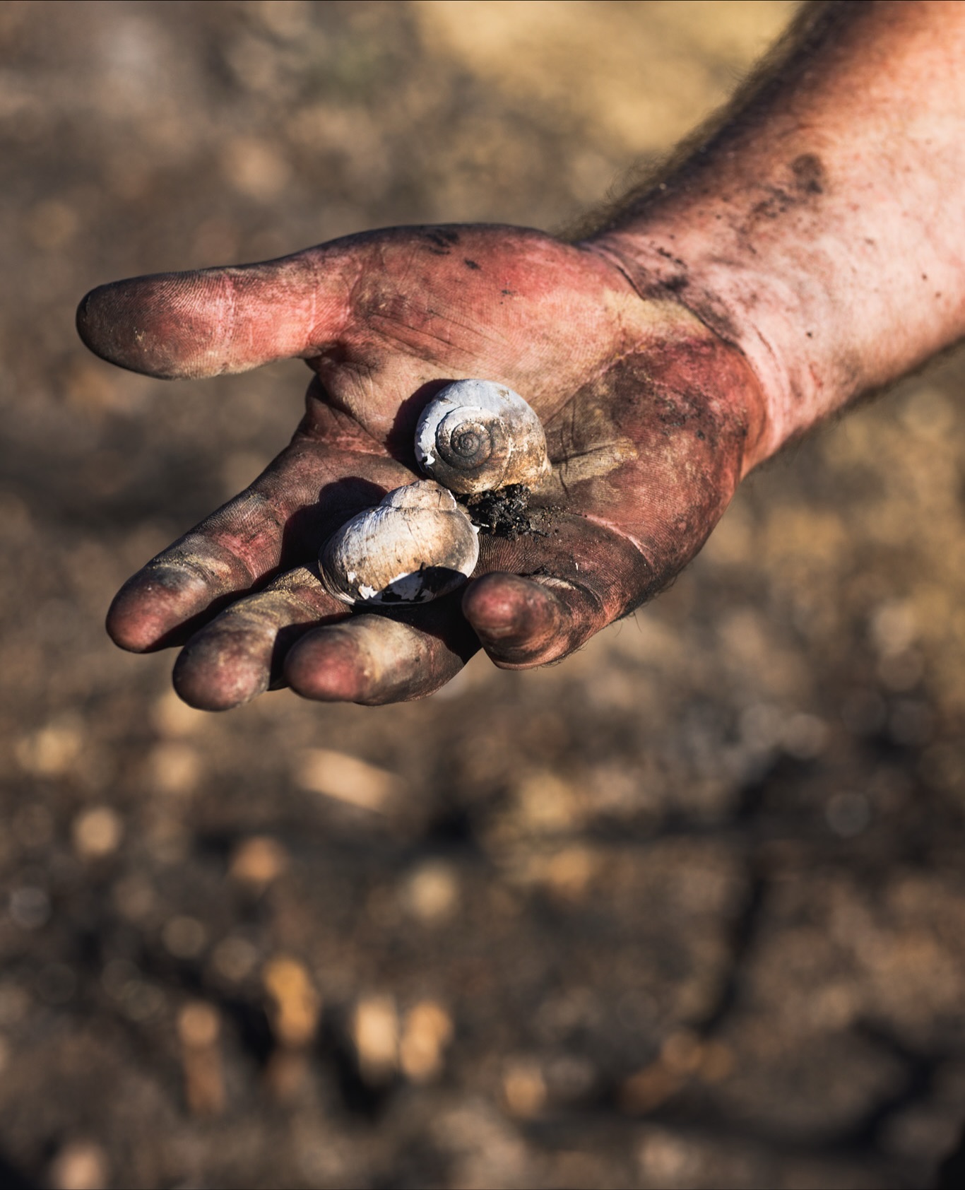 Débardage, tronçonnage et évacuation… à deux, à la force des bras 😅
Après l’incendie de cet été, Guillaume Allien et Baptiste s’attaquent à un chantier 100 % humain, colossal : plusieurs hectares à nettoyer, deux mois d’abattage, d’ébranchage, de mise à longueur, de débardage et d’évacuation.
Une fois coupé, le bois — malgré l’écorce brûlée — reste sain à cœur et recyclable 🔥🌳