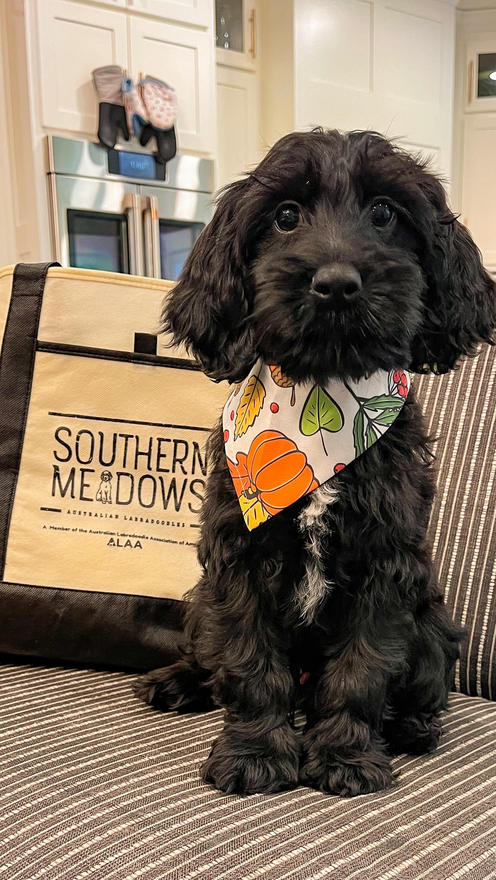 Meet Willie Nelson — this little country star is waiting to steal your heart and get “on the road” with you! 🎶❤️🐶
.
.
.
#southernmeadowsdoodles #australianlabradoodle #puppylove #betterbreedbydesign #puppiesofinstagram #australianlabradoodlebreeder #puppy #willienelson #available #fyp