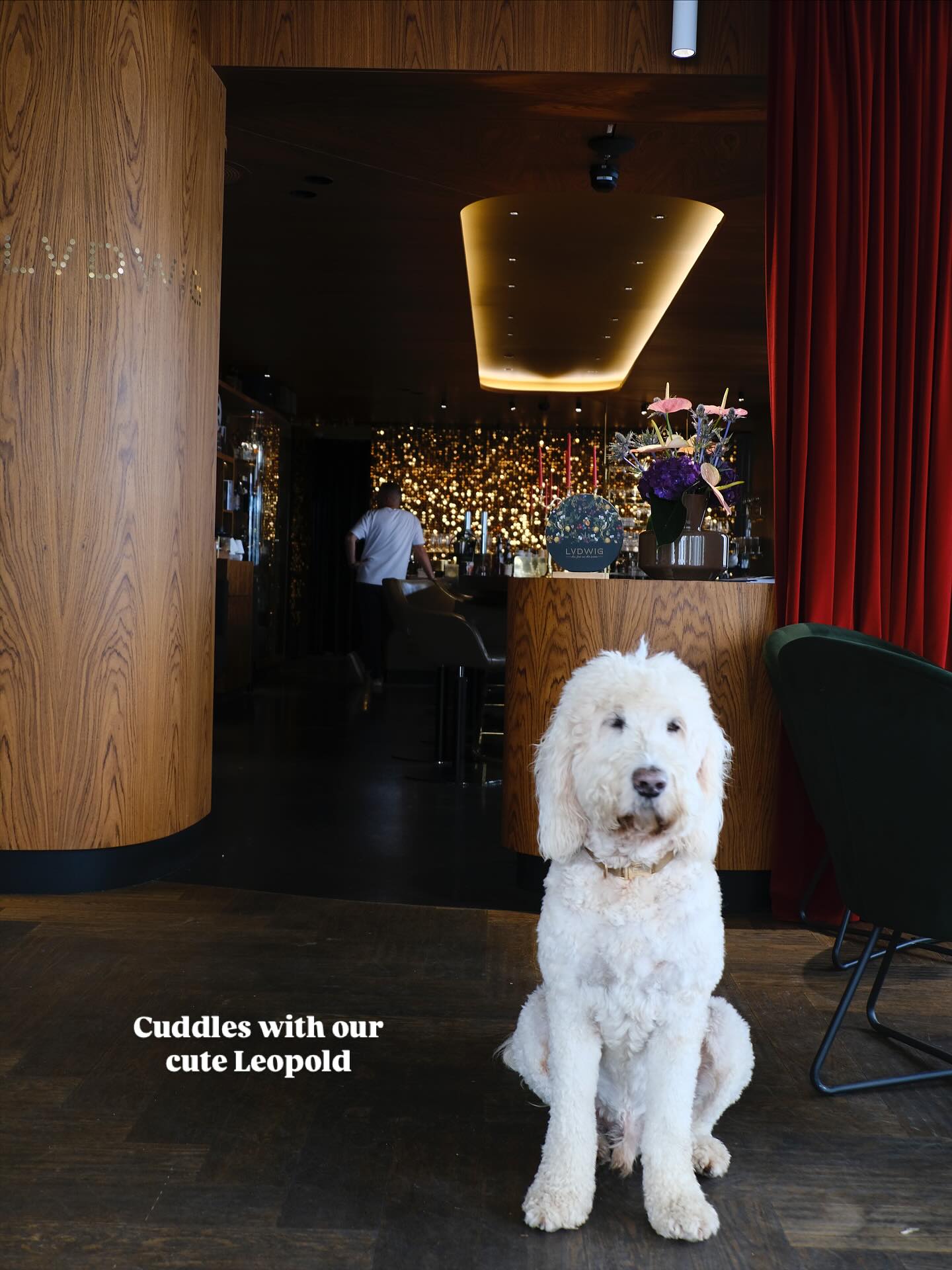 Leopold, gute Drinks & noch bessere Vibes – alles, was du für den perfekten Abend brauchst. 🐶🍸
Talk less, sip more 😎🥃– die Lvdwig Bar ist dein neuer Lieblingsort. Komm vorbei und überzeug dich selbst! 🖤
#lvdwigbar #cocktailbar #cocktailbarvienna #barsvienna #viennadrinks #viennabars