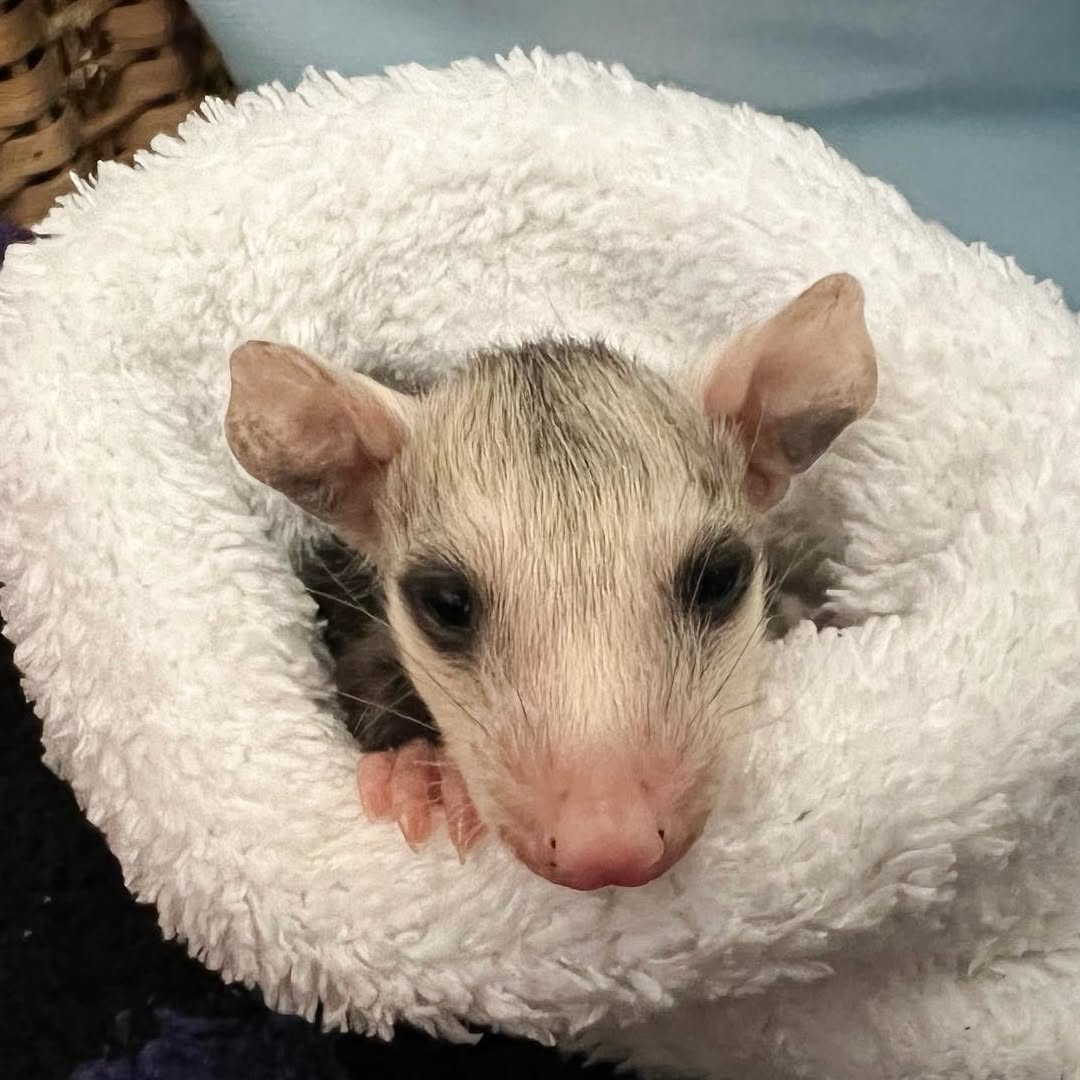 It's Opossum week at WERC. We love how these unassuming marsupials have become social media stars
This year, WERC has cared for more opossums than ever before—tiny orphans who lost their mothers, and adults injured by cars or pets. So far, 156 opossums have come through our doors, each one playing a crucial role in maintaining a clean and balanced environment. We’re proud to give these often-misunderstood marsupials the second chance they deserve.
Help us save the little ones with a donation to WERC https://www.werc-ca.org/donate Big or small your donation helps us continue our mission.