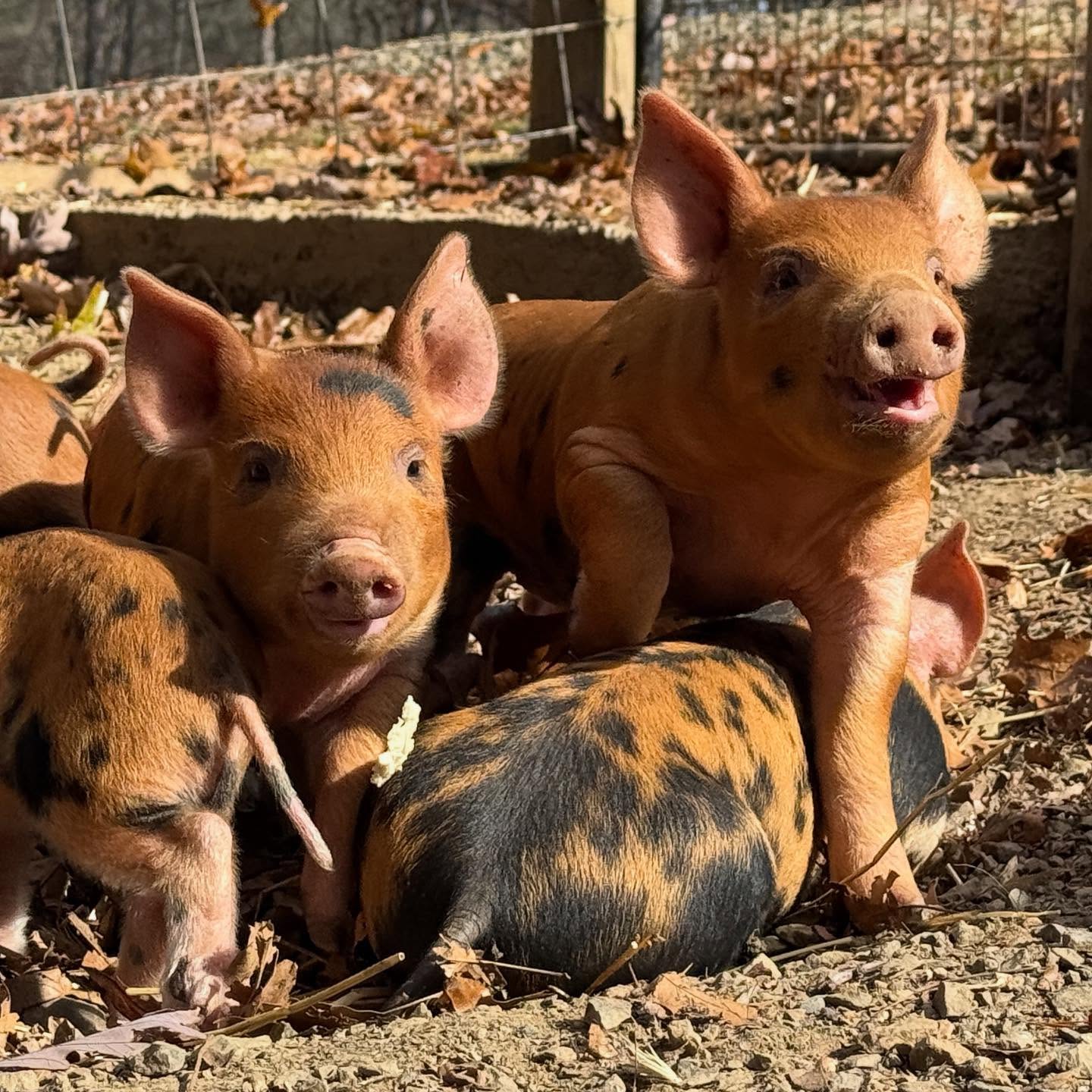I just can't get enough 🐷💖🐷
#pig #pigstagram #piglet #pigsofinstagram #pigs #piggy