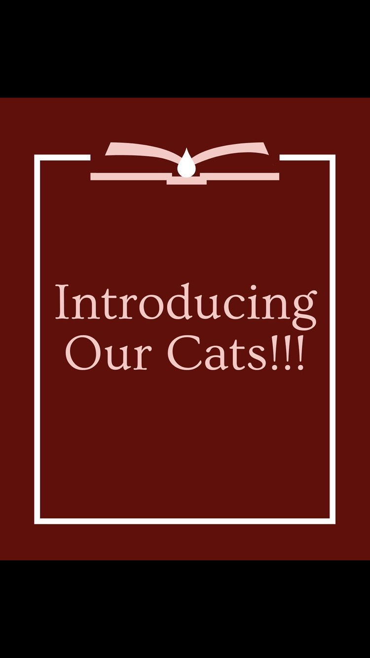 These are our cats! Tina and Rudy 🥰
Rudy is our big and fluffy boy! We got him earlier this year after we found him on our porch one morning. The running theory is that his previous owner drove into our street, dumped him out of her car, and drove off leaving him here. (This story was told by one of our neighbors who saw this happen) After no one claimed him, we adopted him immediately and he’s been ours ever since ❤️
Tina was a feral kitten we caught in a humane trap when she was about 6-7 weeks old. It took her 2 days to become domesticated, and she’s always loved her big brother, even while he didn’t like her 😅
After 3-ish days, these two became friends! They do fight at least once a day 😭 but they mainly play with each other around the house and can be found cuddling while napping. They’re both silly in their own ways, and we love them both very much!
Thanks for watching ❤️
•
•
•
•
•
#catlover #cutecatsofinstagram #catintroductions #mycats #tabbycats #thanksforwatching #sweetcats